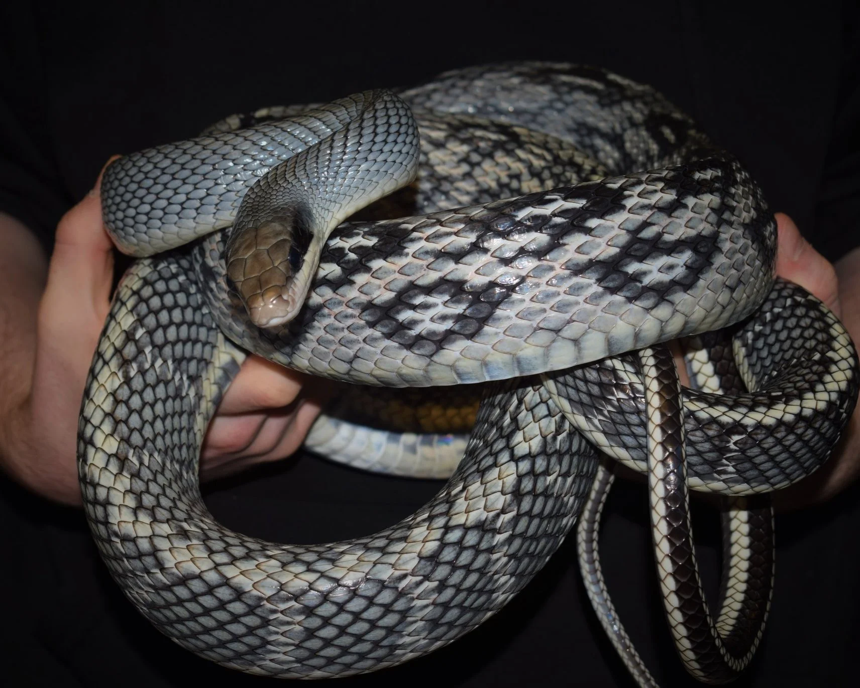 Snake-Ratsnake-Python-Kingsnake-Boa