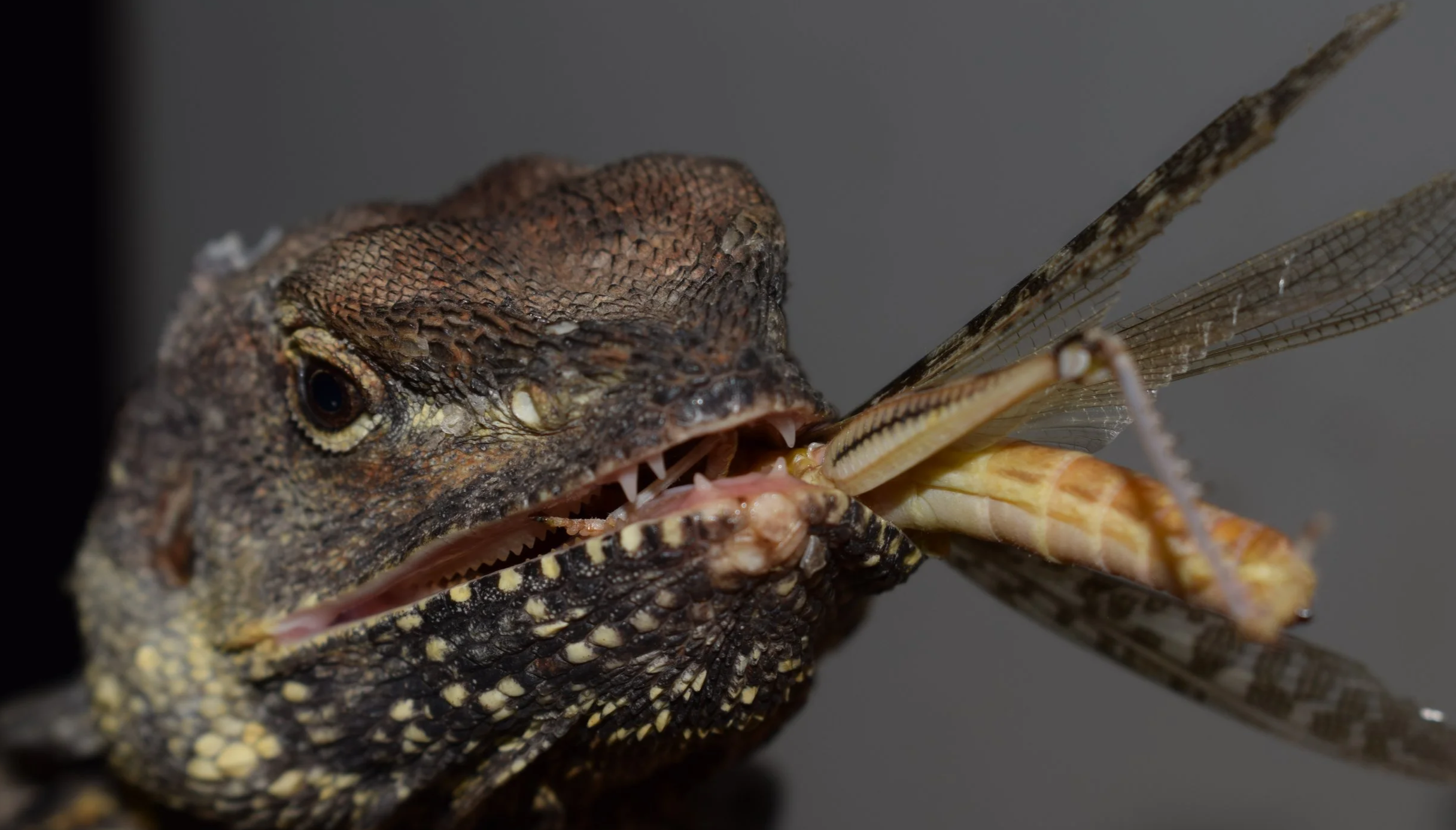 Close-up of a Frilled Dragon with rough, patterned skin catching and eating a Locust, showing sharp teeth and detailed scales.