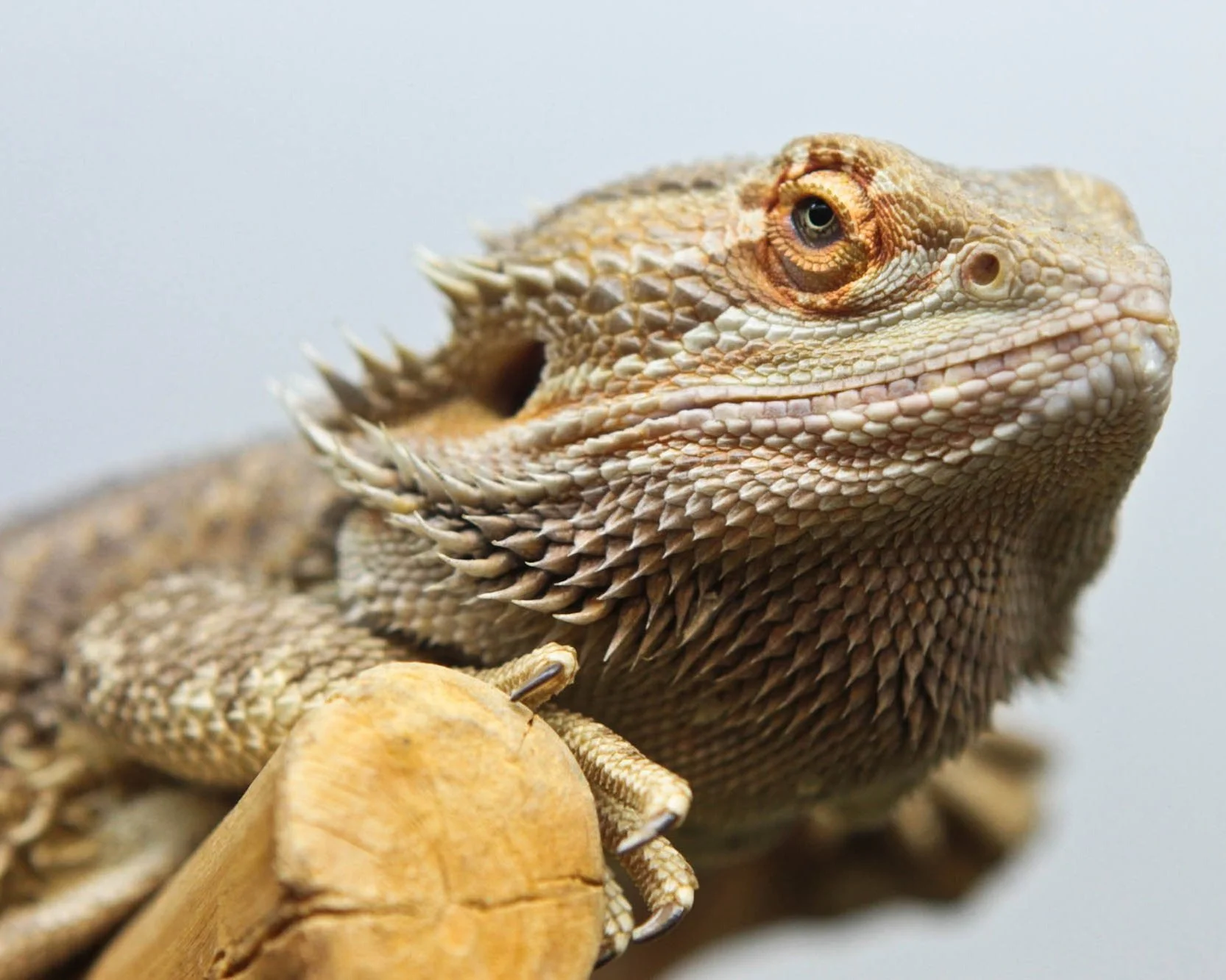 Bearded dragon facing forward siting on a log