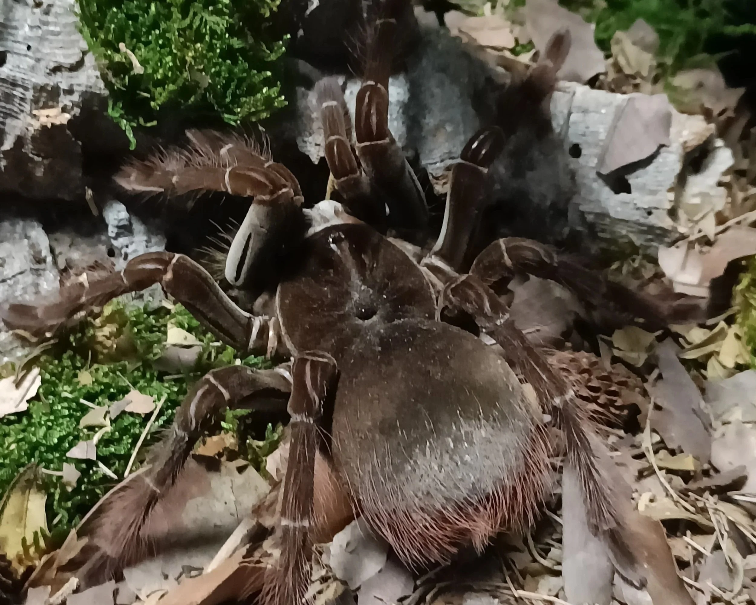 Goliath-birdeater-stirmi-tarantula-Invertebrate
