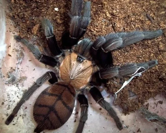 Close-up of a tarantula with a hermit crab on its back, situated on the ground near soil and debris.