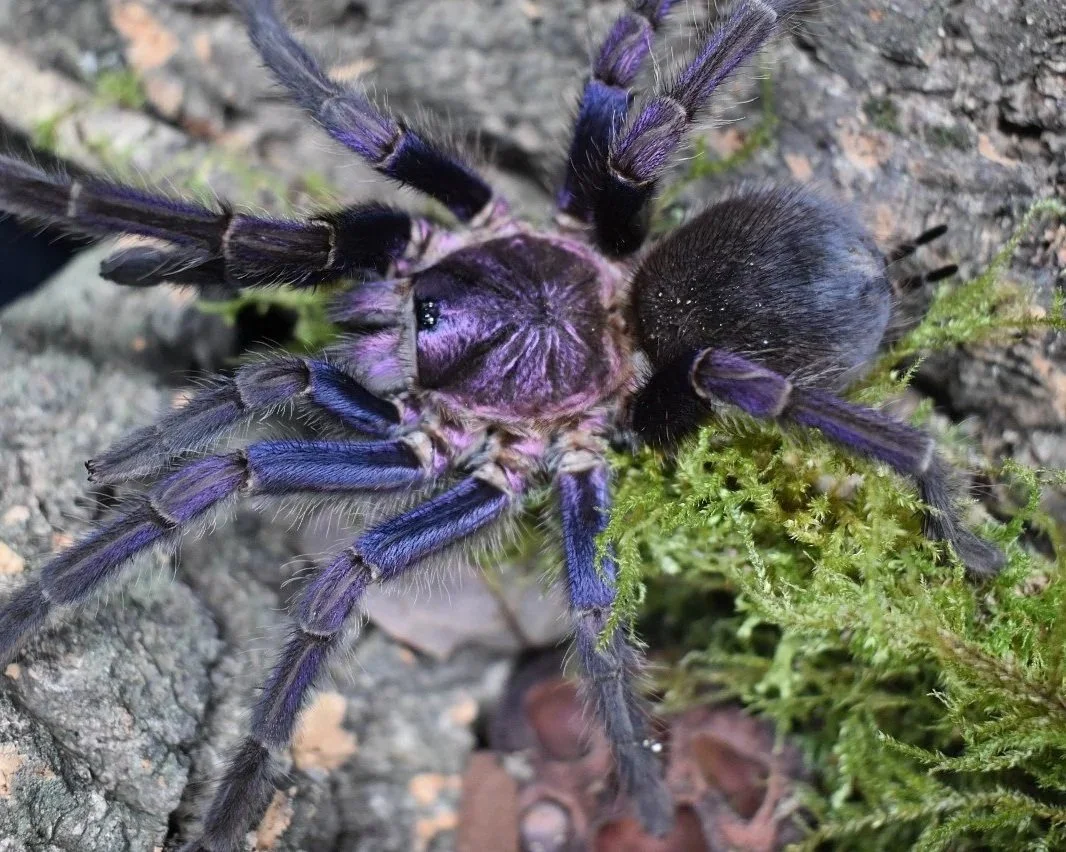 Dominican-Purple-Tarantula-Invertebrate