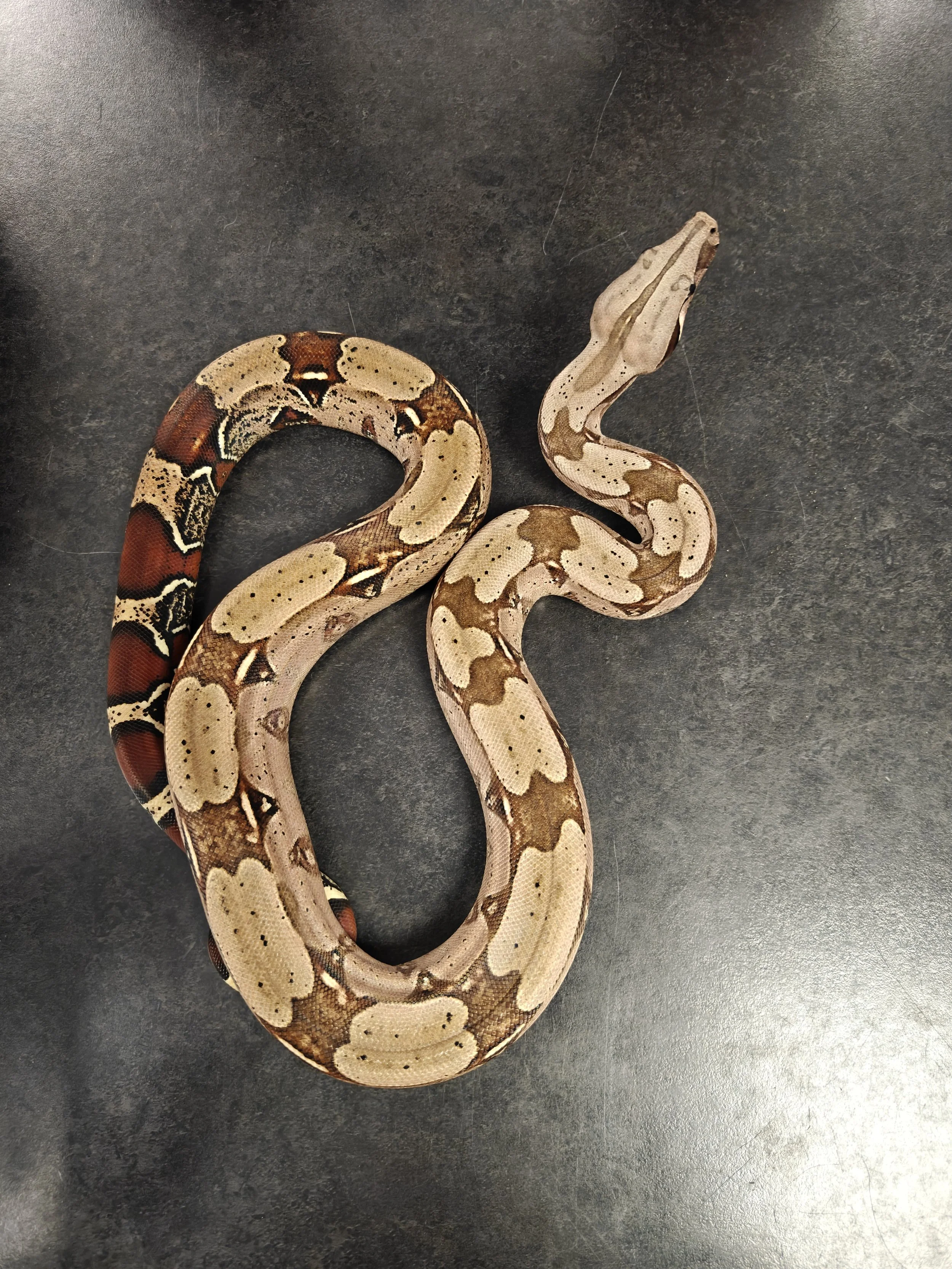Guyana Red Tail Boa on Black background