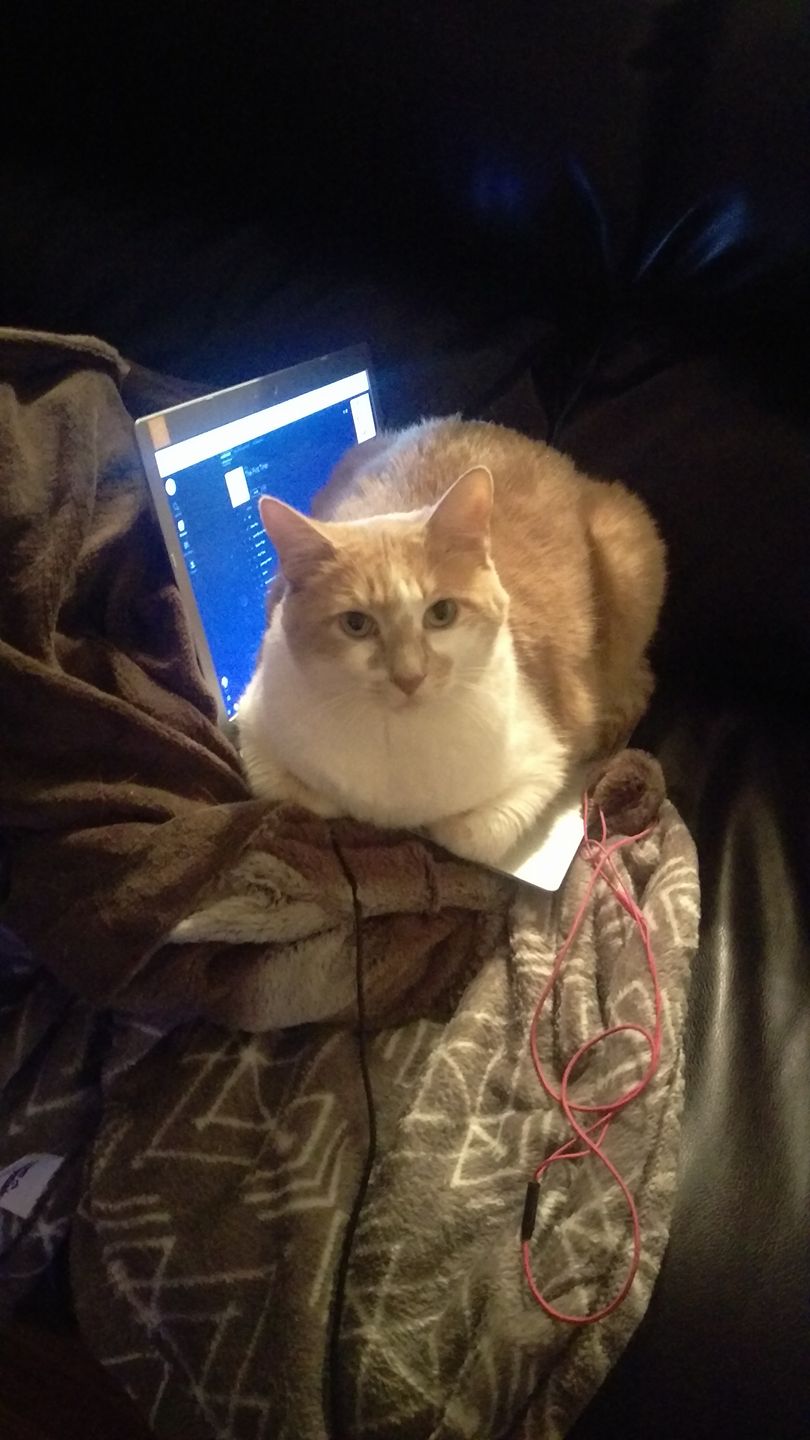 The cat in question.