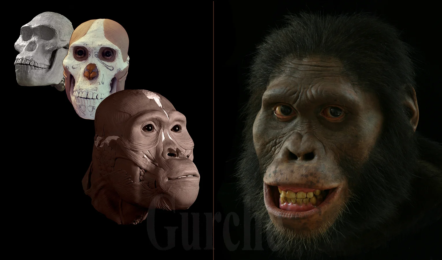 Image 793 A africanus phases of reconstruction based on Sts 5.jpg