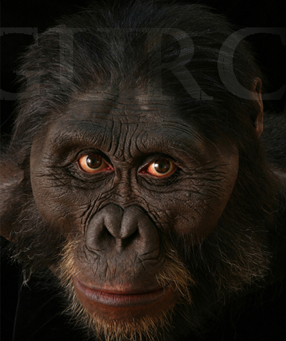 Img 958 Australopithecus afarensis male based on AL 444 skull.jpg