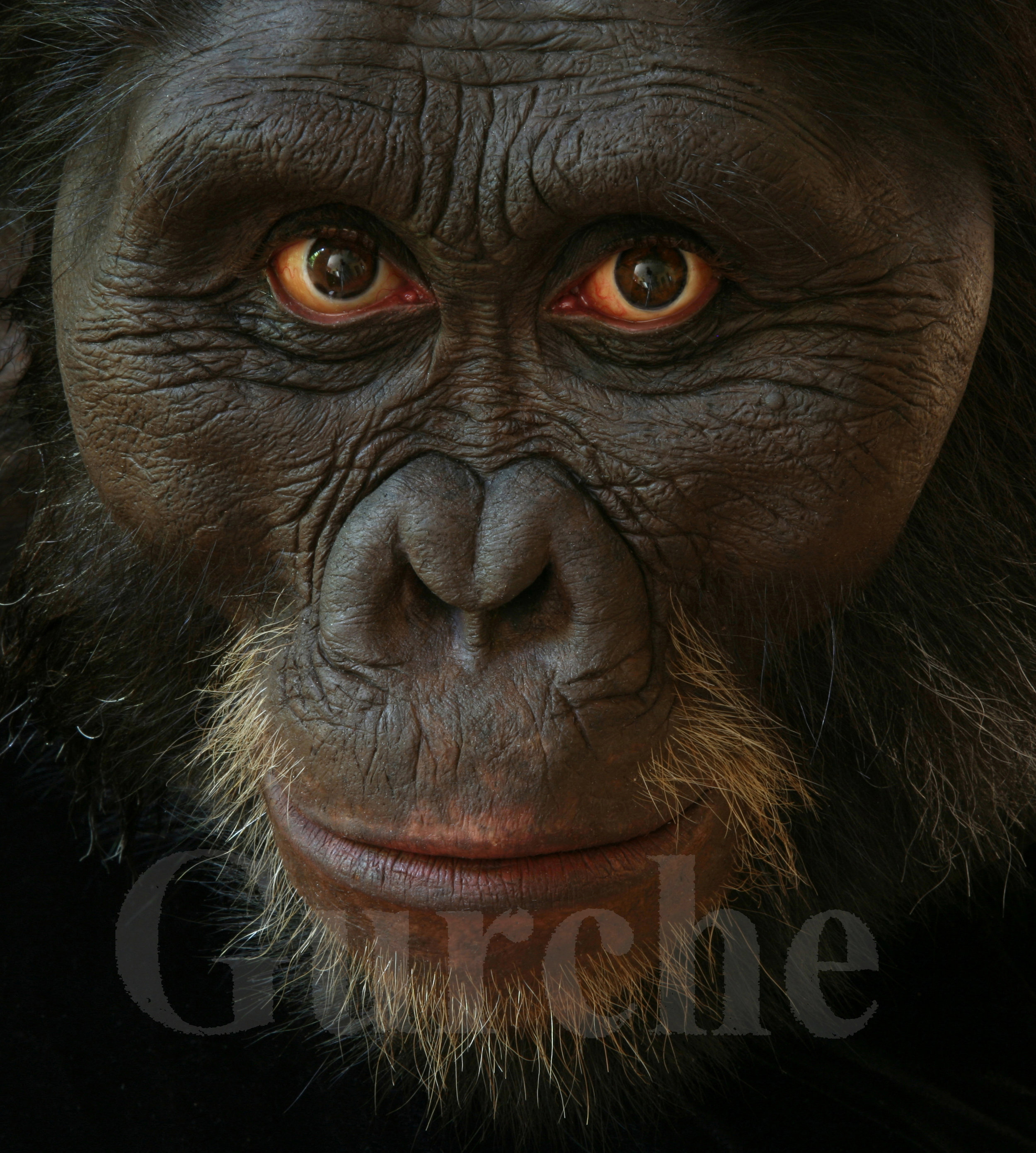 Img 980 Australopithecus afarensis male based on AL 444 skull.jpg