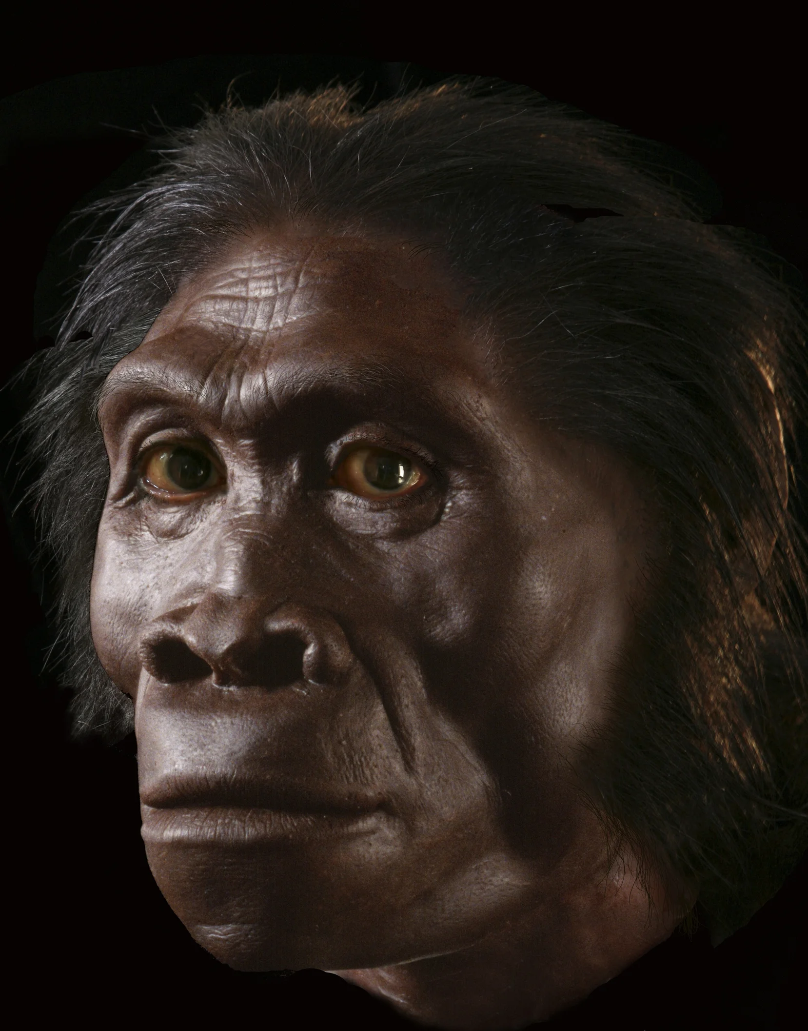 Image 774 Homo habilis based on KNM ER 1813.jpg
