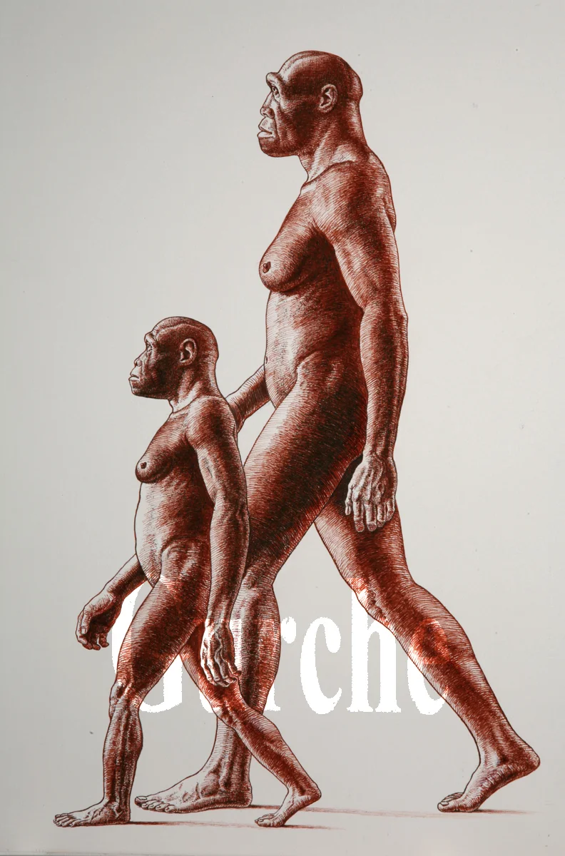 IMG 824 H habilis and H erectus females walking.jpg