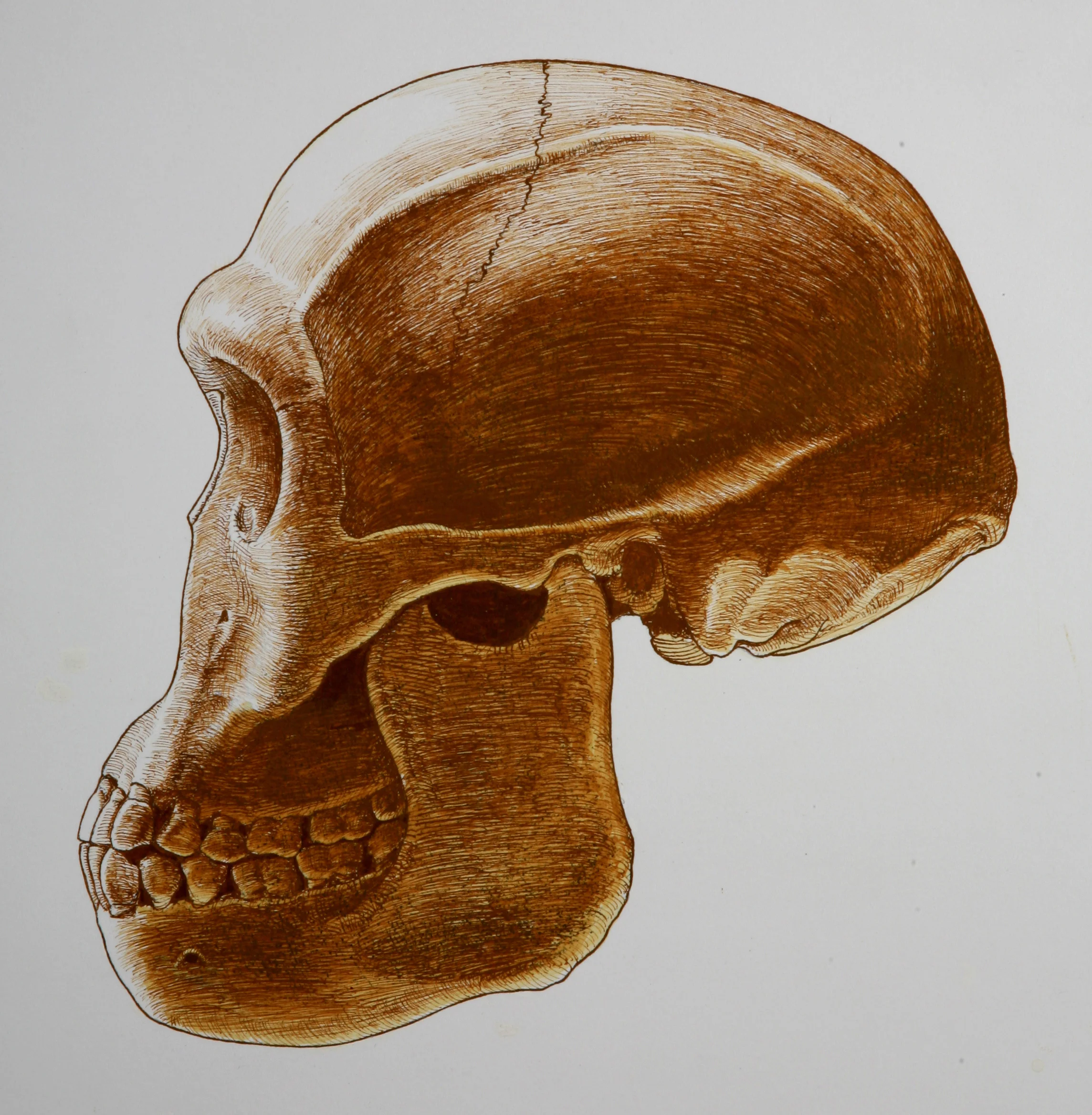 Restored skull of Homo habilis , based on ER 1813. Mandible based on OH 13. Pen and ink.