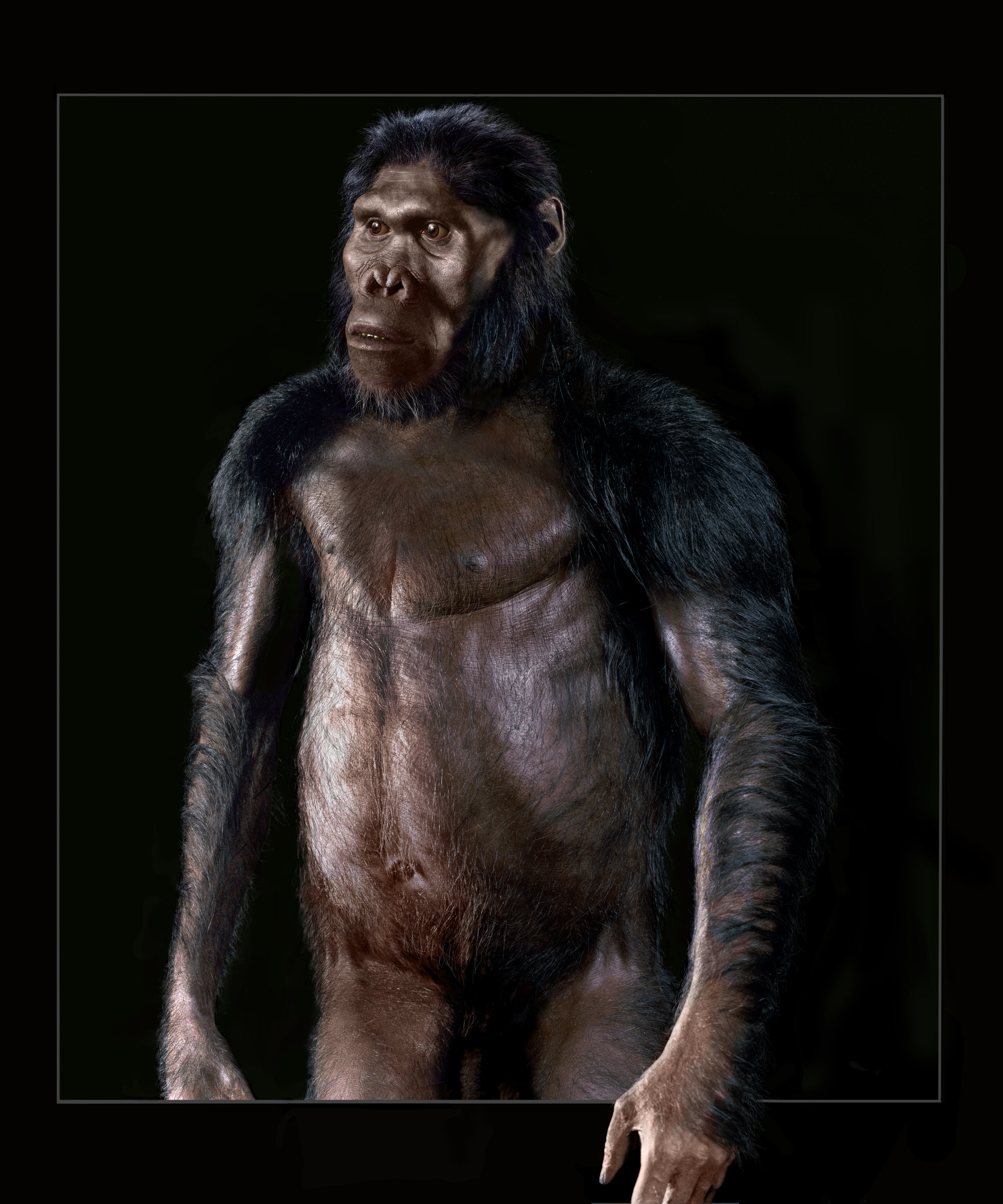 Australopithecus Africanus Reconstruction