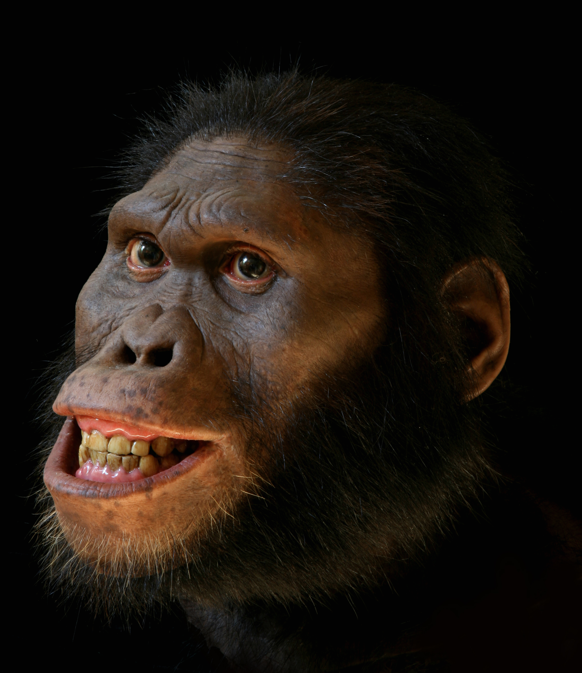 Alternate views of Australopithecus africanus reconstruction, now on exhibit in the Smithsonian's Hall of Human Origins. 