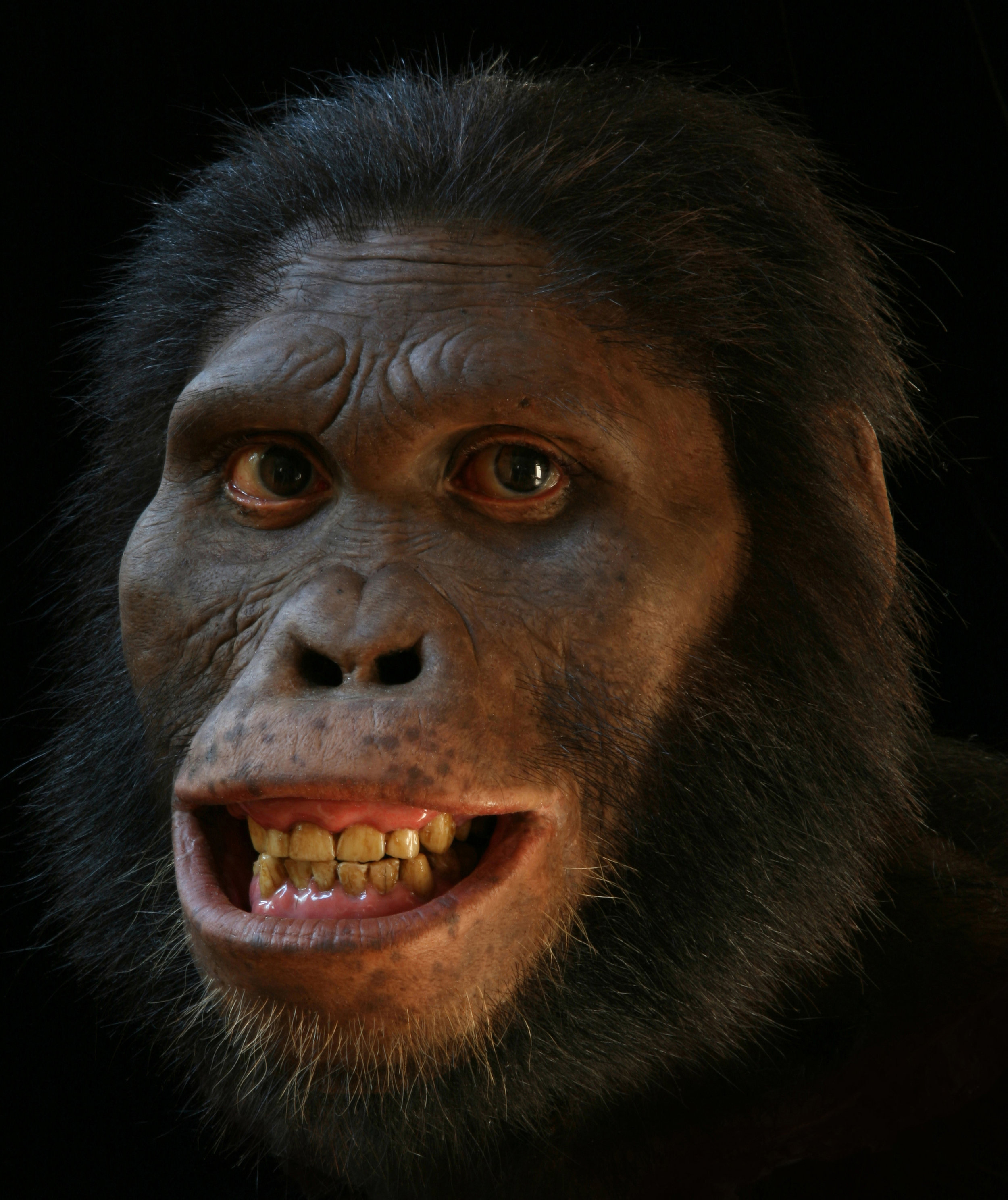  Alternate views of  Australopithecus africanus  reconstruction, now in the Smithsonian’s Hall of Human Origins. 