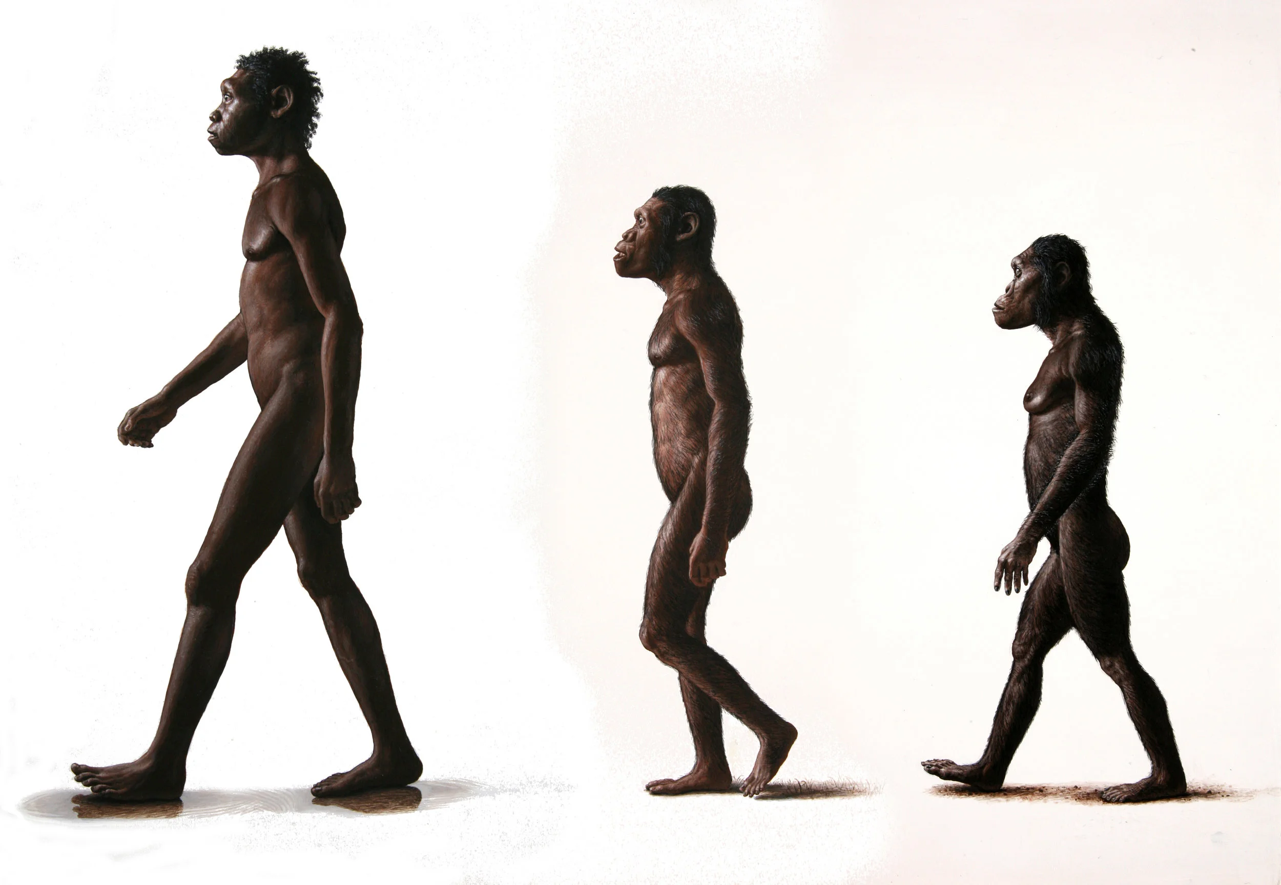 Homo erectus (Turkana Boy) with Australopithecus sediba and A. afarensis (Lucy).
