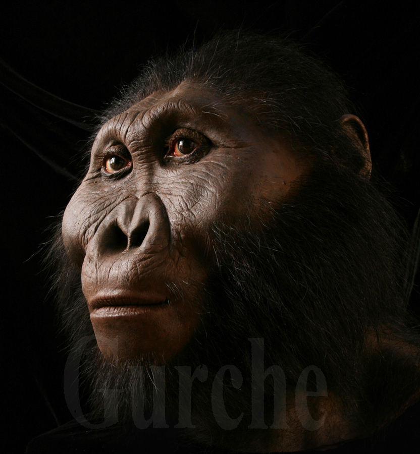 Paranthropus 