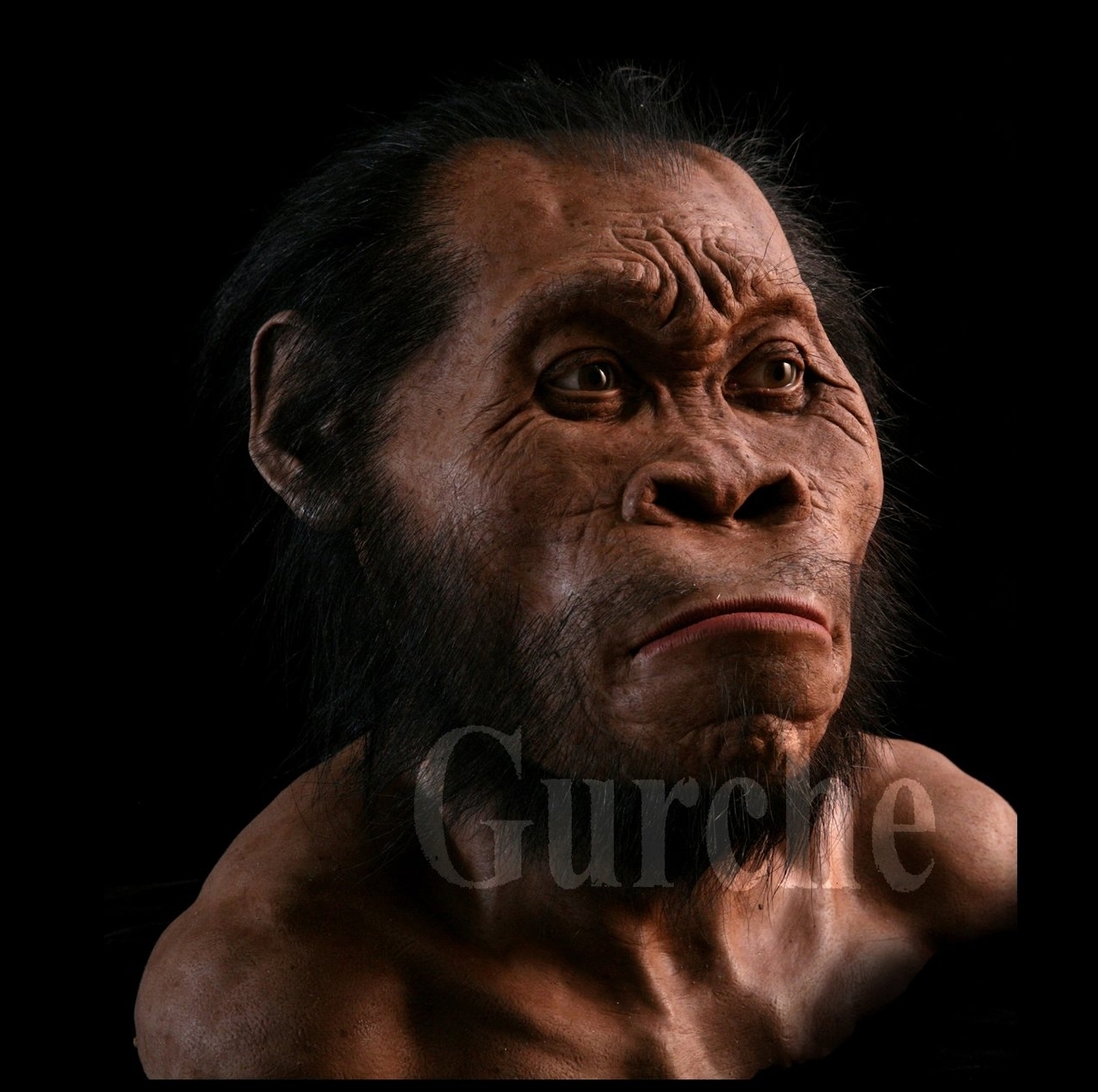 Homo naledi  