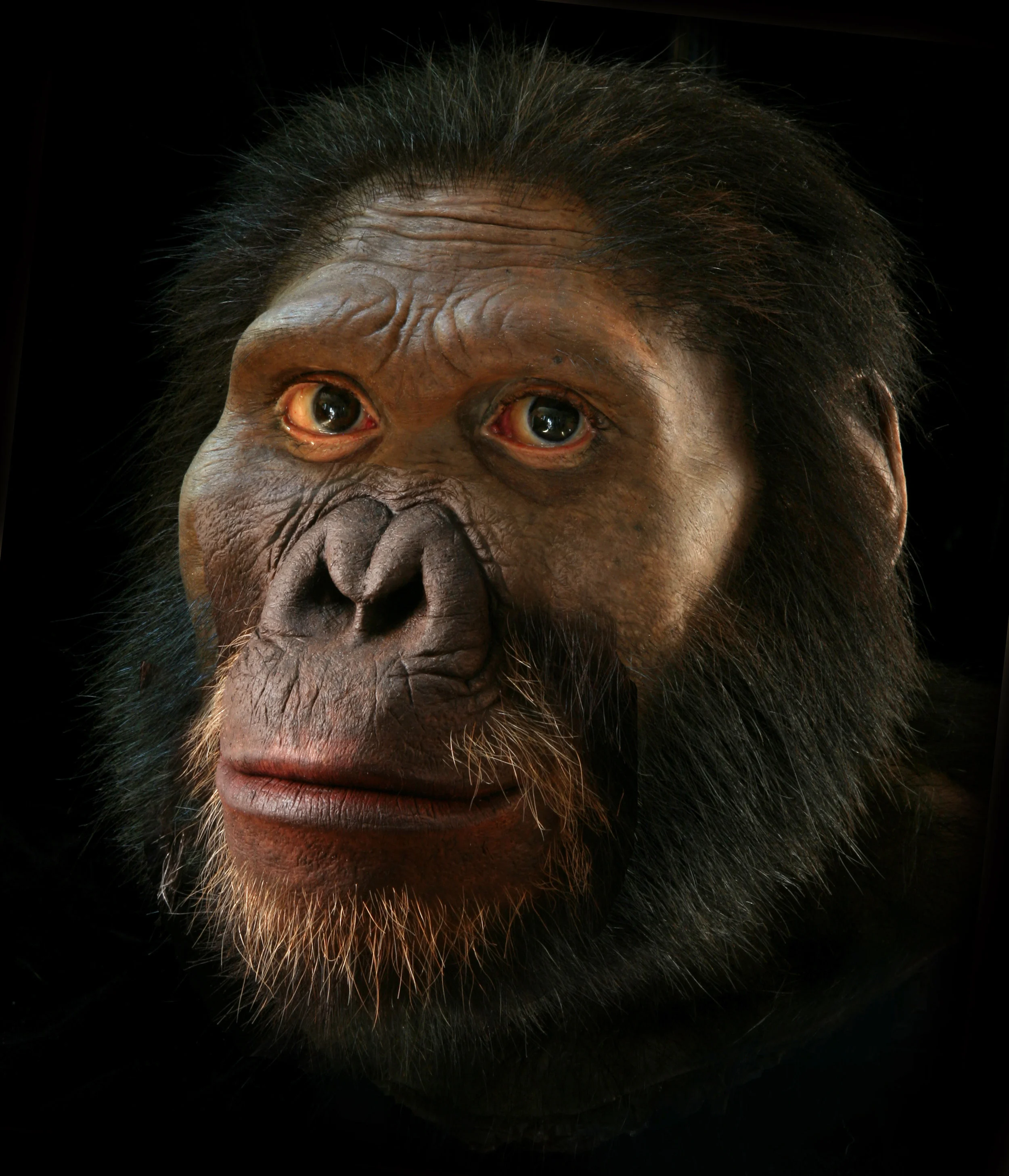 Alternate reconstruction of Australopithecus africanus with closed mouth.