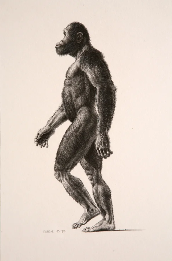 Australopithecus africanus — John Gurche
