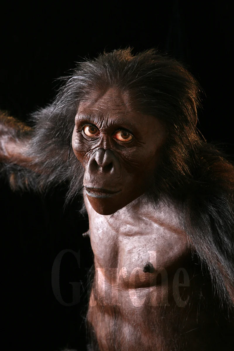 Image 796 A Reconstruction of Lucy Australopithecus afarensis.jpg.jpg