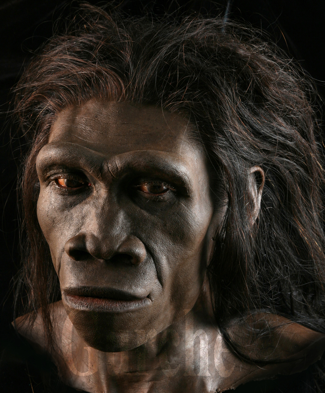 Image 654 Homo erectus female based on ER 3733 and the ER 992 mandible.jpg
