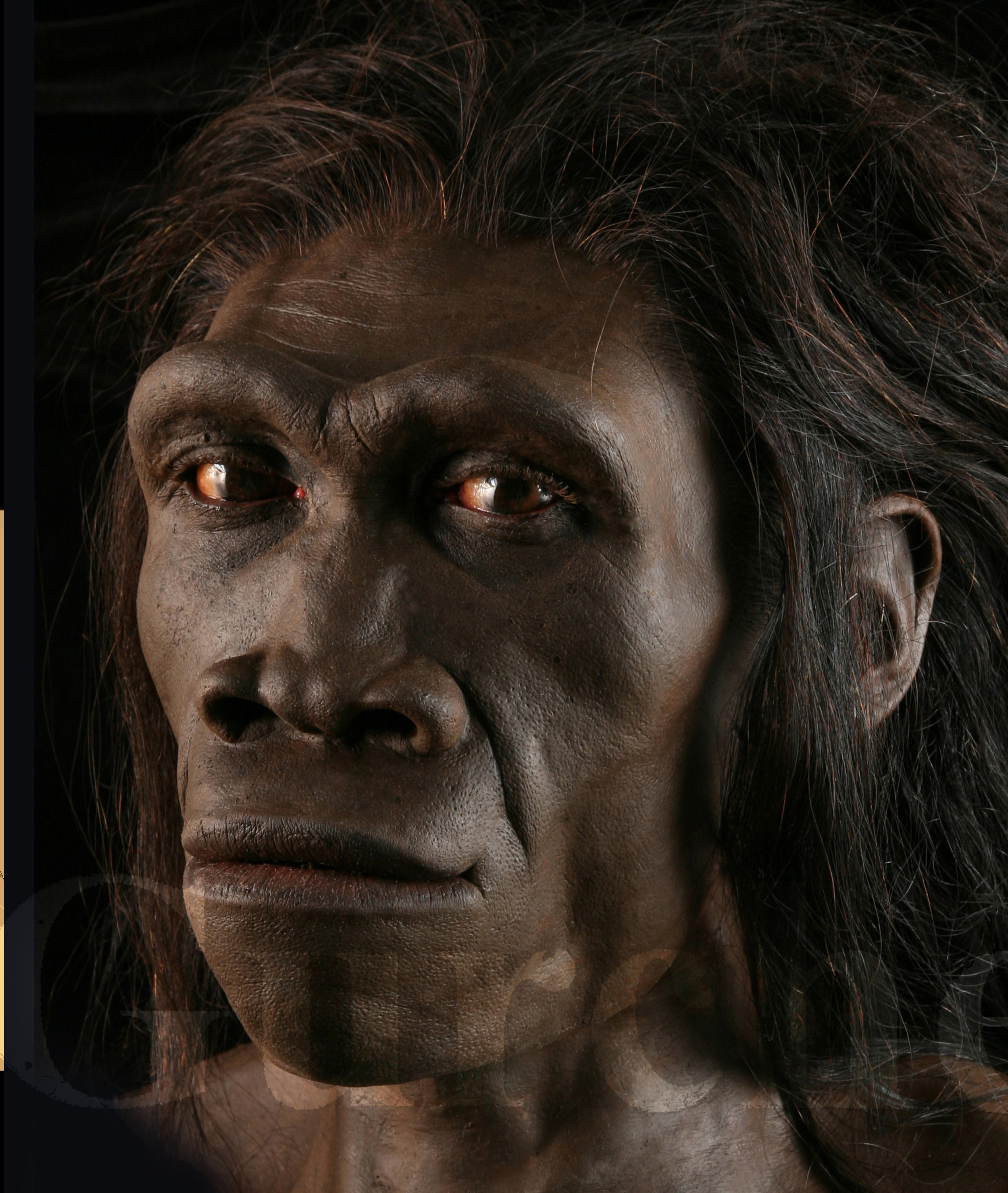 IMG 993 Homo erectus female based on ER 3733.jpg