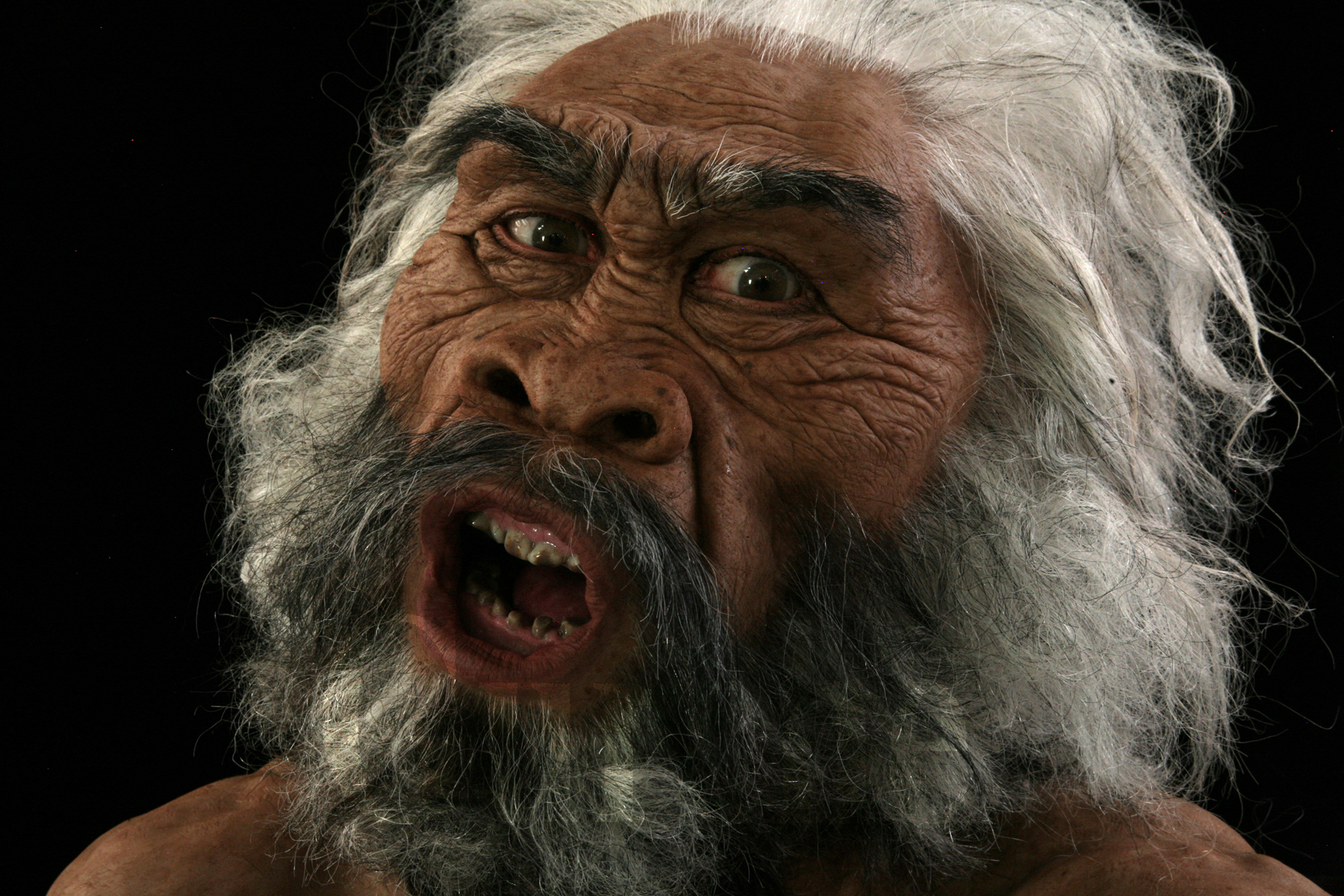 IMG_9791a Homo erectus maleat Dmanisi based on skull 5.jpg