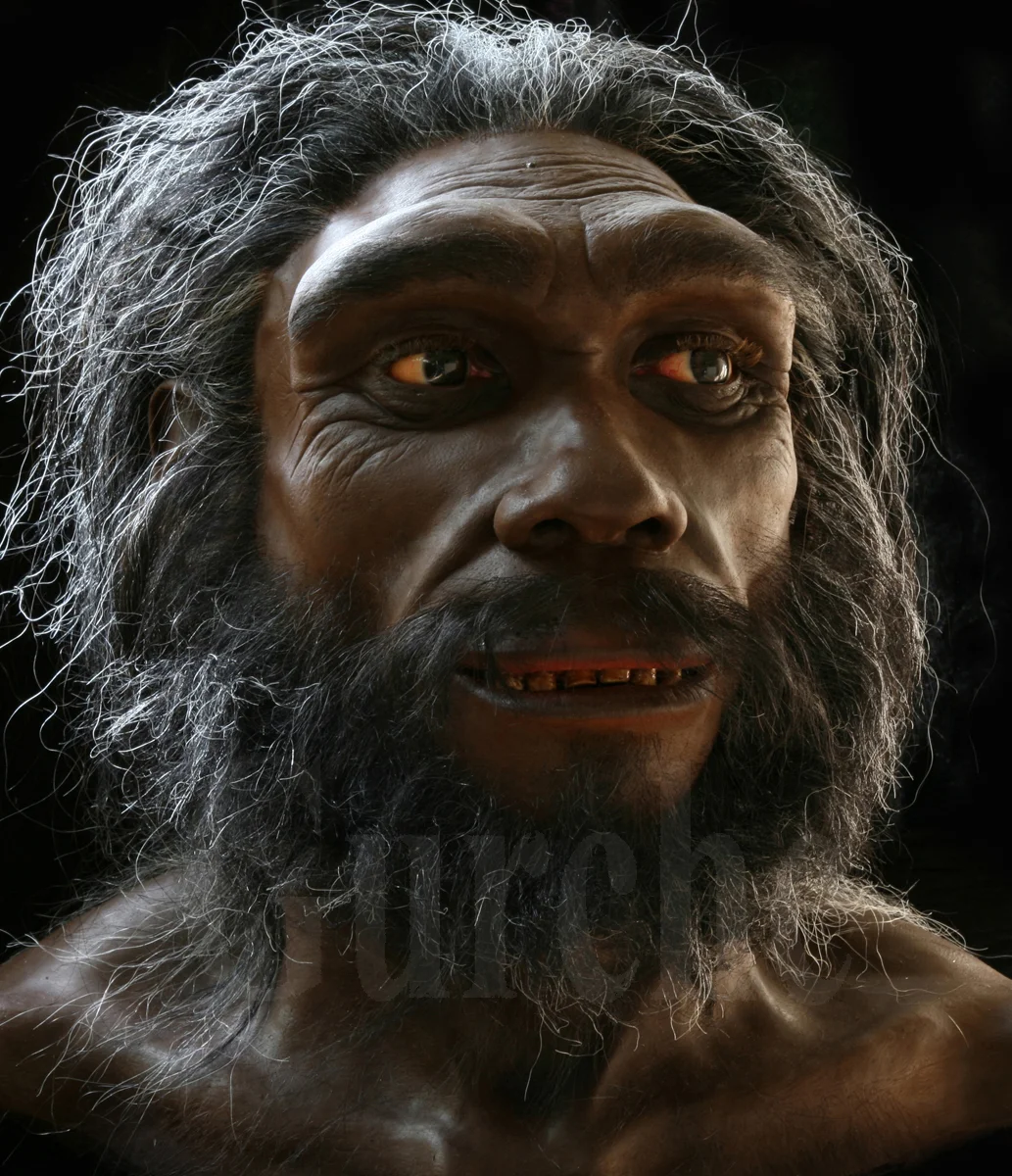 H. heidelbergensis based on the Kabwe skull. On exhibit in the Smithsonian's Hall of Human Origins.