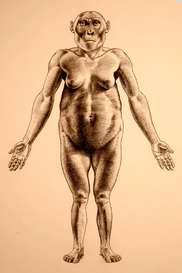 Paranthropus robustus female