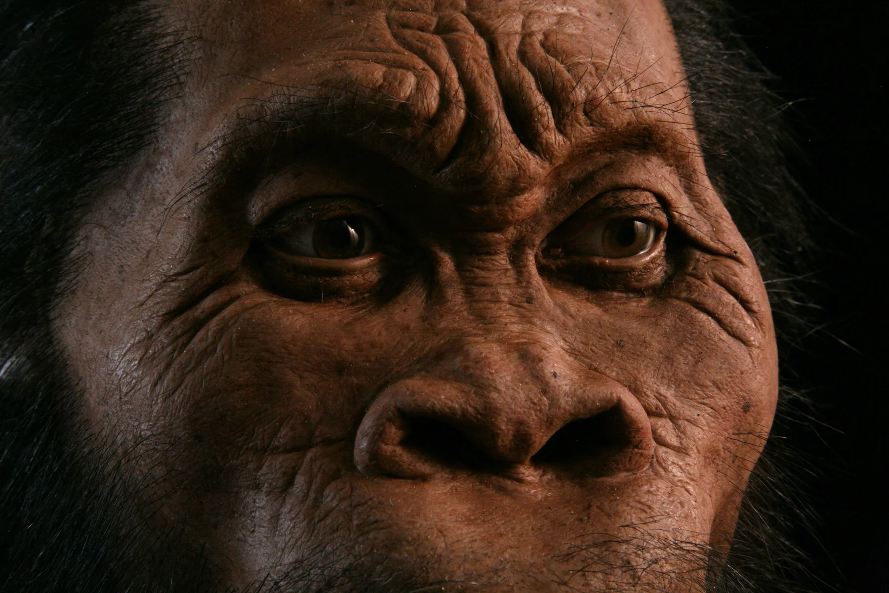 Reconstruction of Homo naledi , created for National Geographic Magazine.