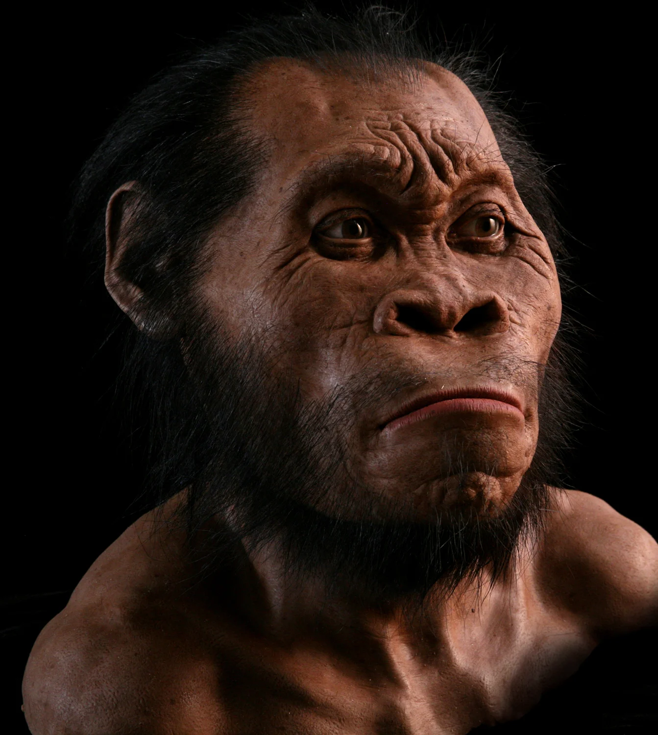 Reconstruction of Homo naledi , created for National Geographic Magazine.