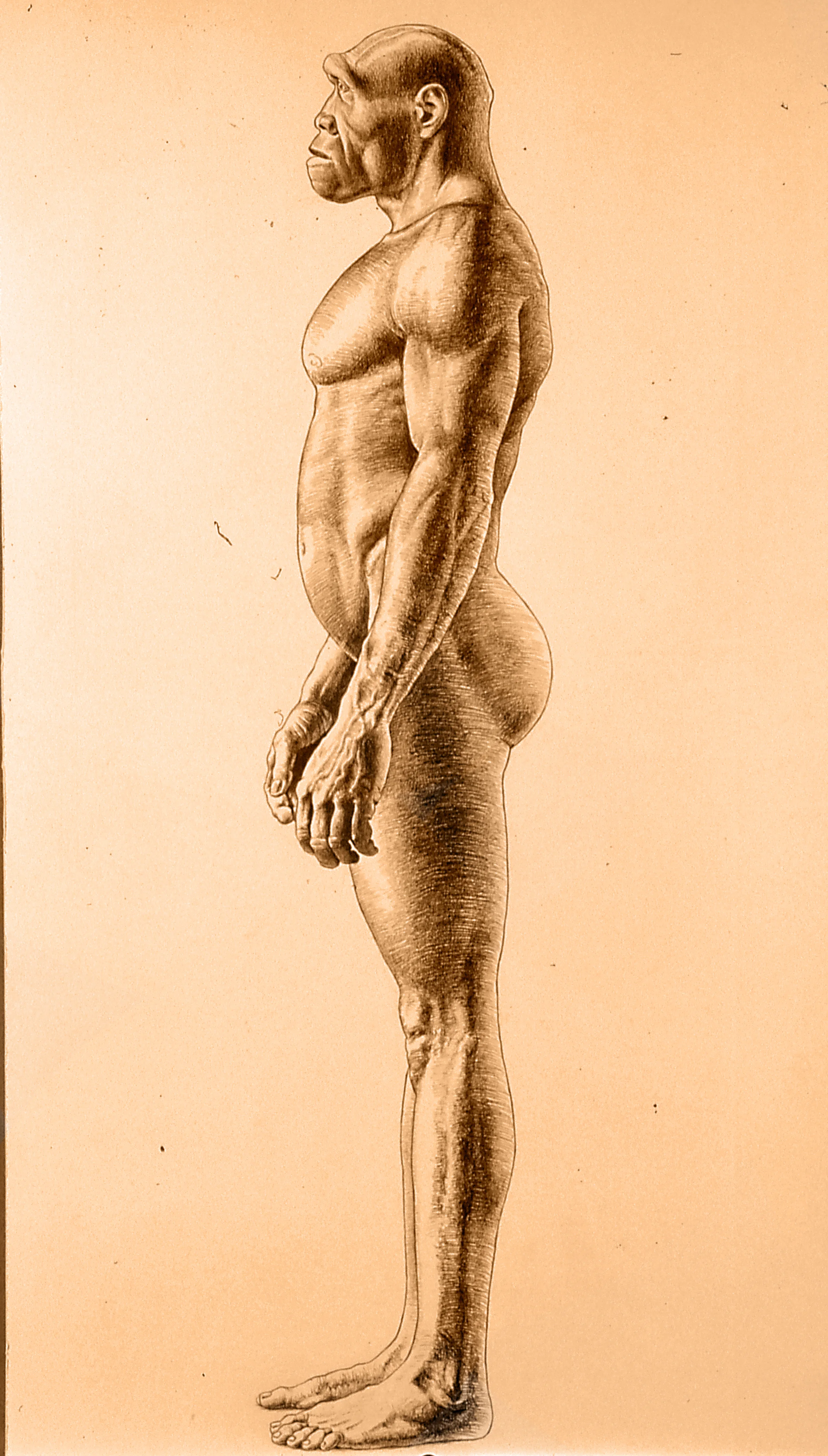 Homo erectus male.
