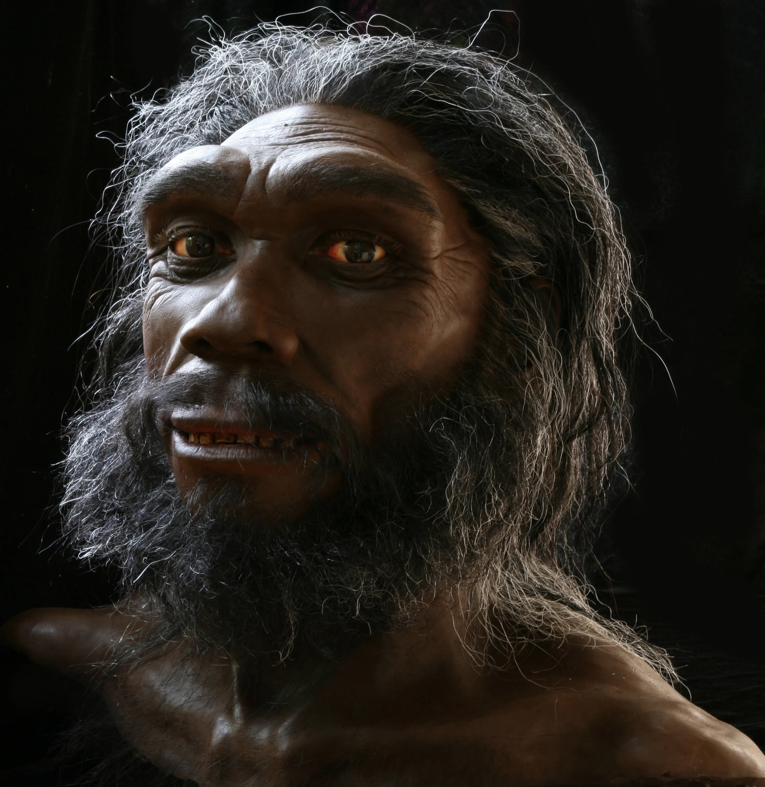 H. heidelbergensis based on the Kabwe skull. On exhibit in the Smithsonian's Hall of Human Origins.