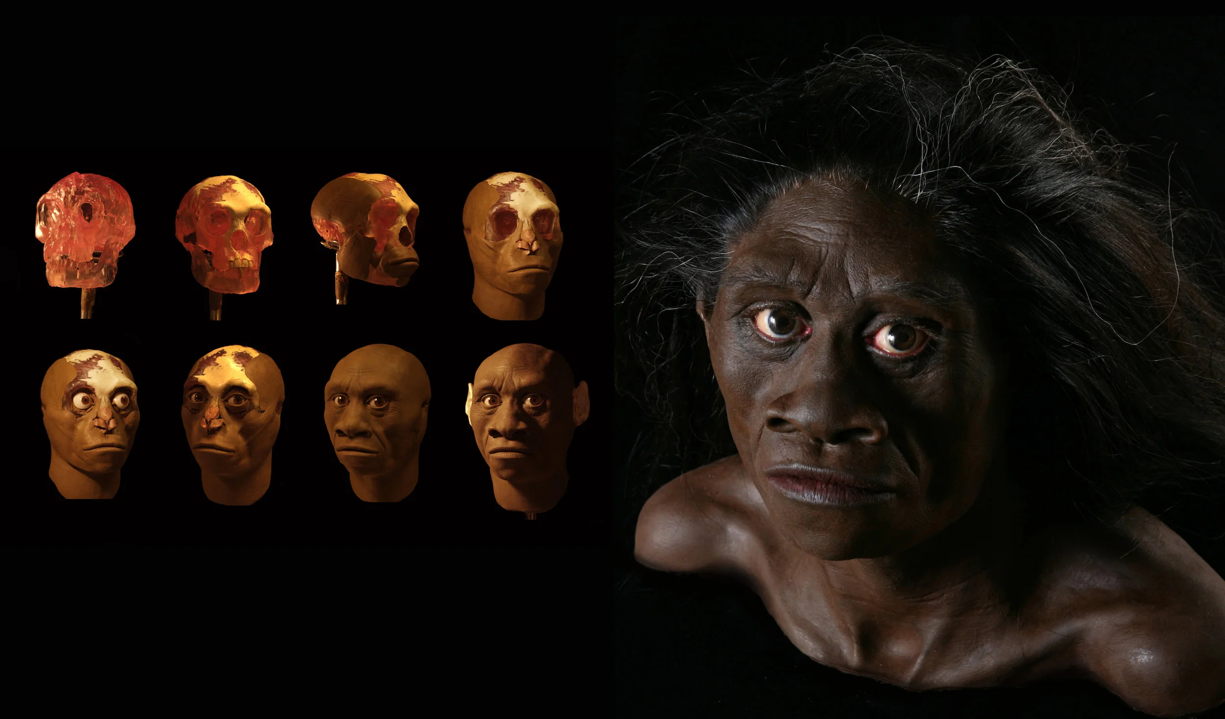 Stages in the reconstruction of Homo floresiensis.