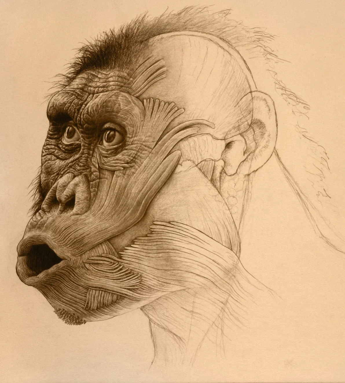 Australopithecus afarensis , from Lost Anatomies by John Gurche.