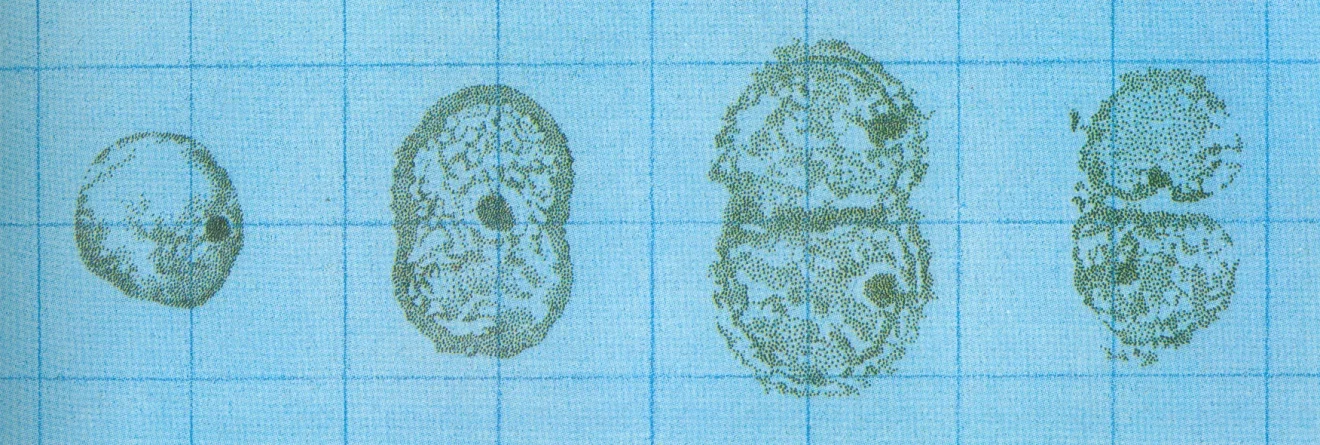 Early fossil cells caught in division, from the Bitter Springs Formation. The Rise of Life . $5,000
