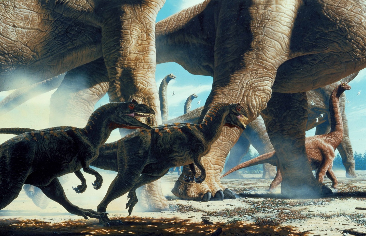 Ultrasaurus and Allosaurus . This painting, my first one commissioned by National Geographic Magazine , had some kind of positive Voodoo going for it. I had been knocking on their door for nine years without success, when in 1988 I was called in by Howard Paine, the senior art editor. “We want to do something about dinosaurs for a poster insert in our extinction article,” he said, “but we don’t exactly know what.” I described an image that had been knocking on the back door of my cerebral cortex for years, depicting a herd of the largest known dinosaurs viewed from up close. Howard said: “Draw it.” The art department loved the drawing, and Howard said: “Paint it.” Over a period of five months or so, I consulted with experts and completed the painting. Three weeks later, I got phone call. The painting had been chosen for the cover of the June, 1989 issue. It went on to win a gold medal from the Society of Illustrators. “Gee,” I thought, “working for National Geographic is so fun and so easy.” I’ve worked on eleven issues of the magazine since then. Often fun, but it’s never been so easy since. $85,000