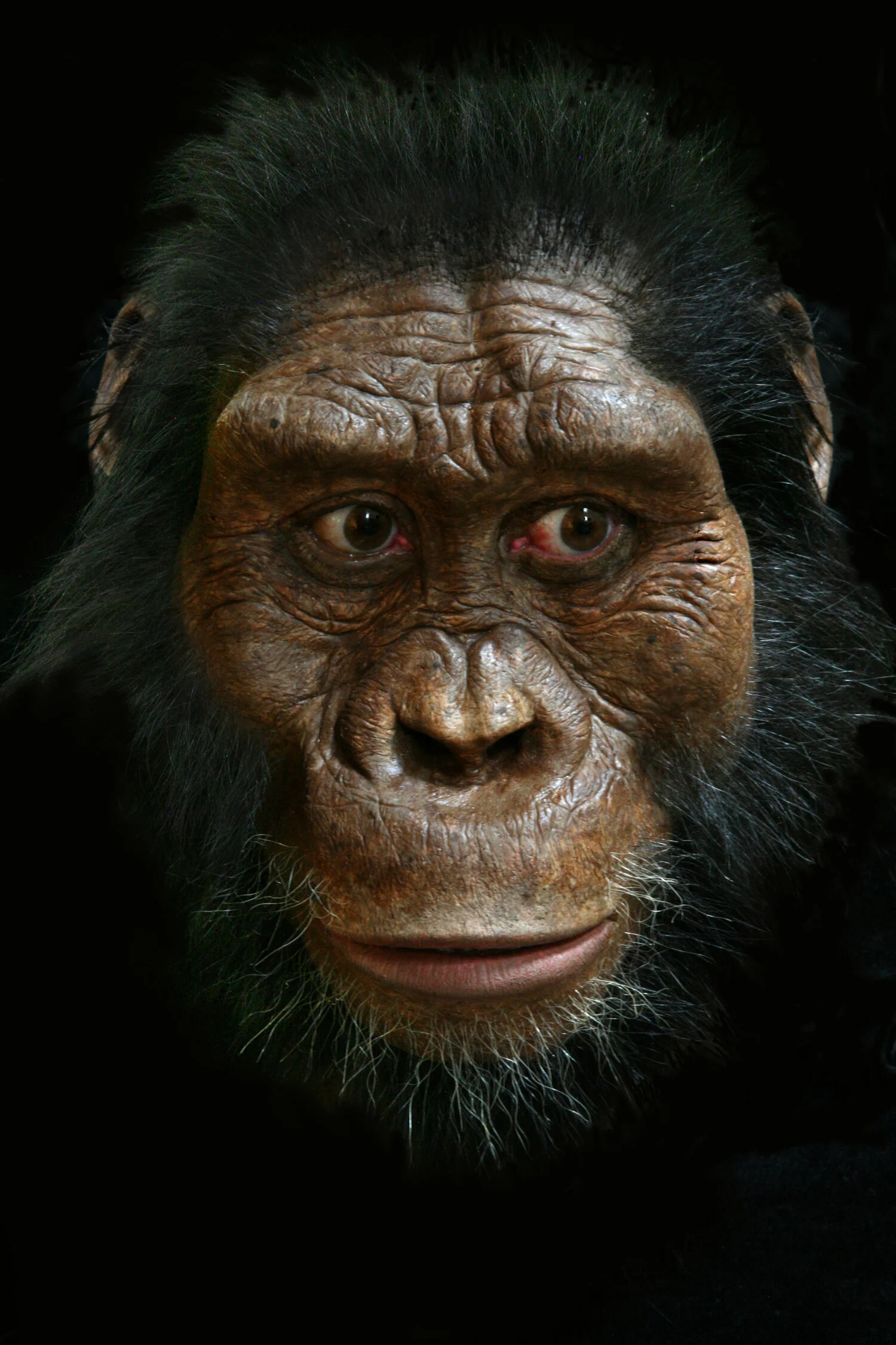 The first known skull of Australopithecus anamensis was announced on August 28th, 2019. I was commissioned to reconstruct the face, and this is the result. This is the oldest known and most primitive species of Australopithecus , and it stretches the boundary of anatomy known for the genus.