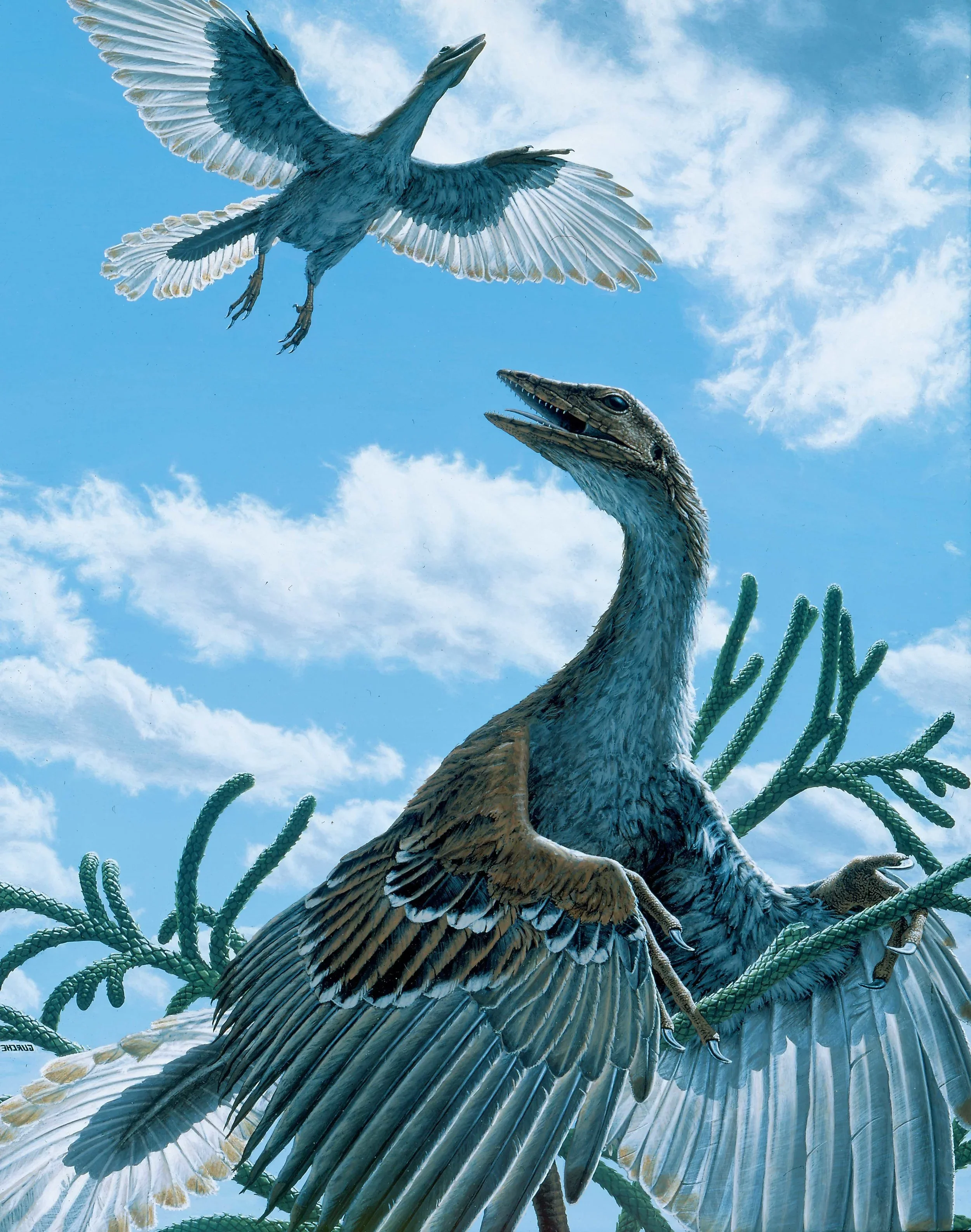 Archaeopteryx+lite.webp