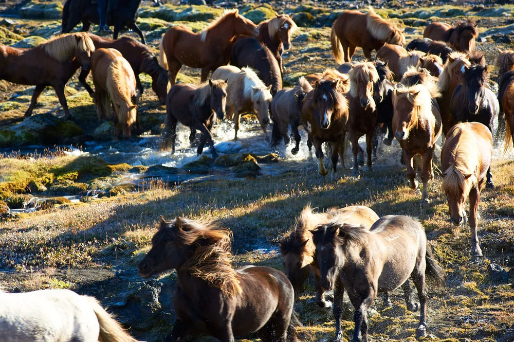 Iceland-horses.jpg