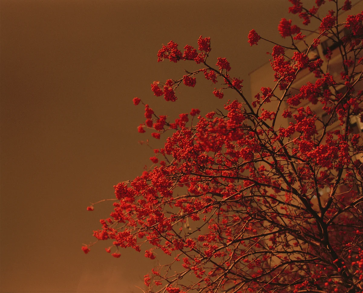 William+Green+Sorbus.jpg