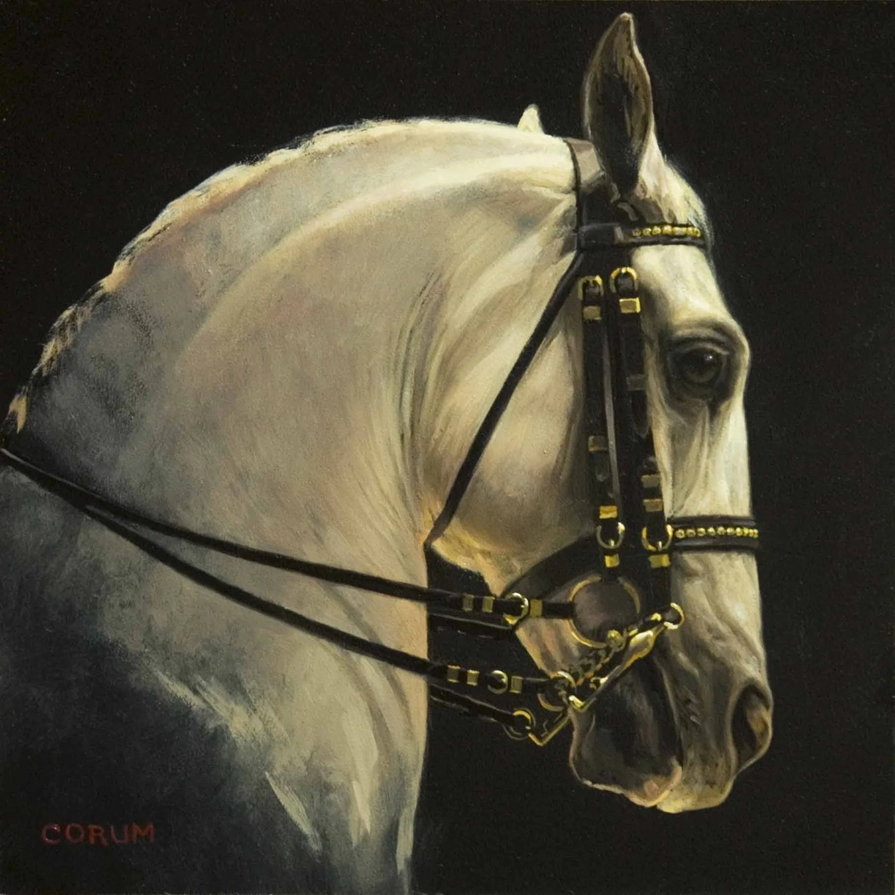 Lipizzaner