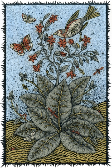 Flowering Tobaccos'