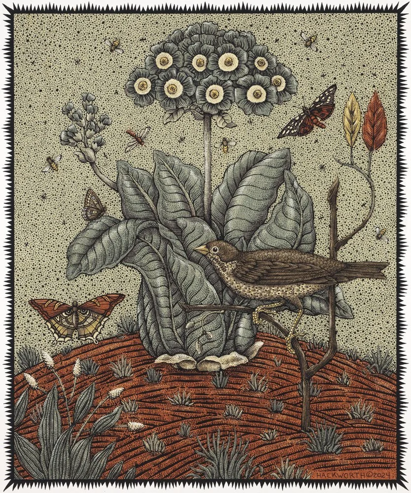 Susan Hackworth, Primula