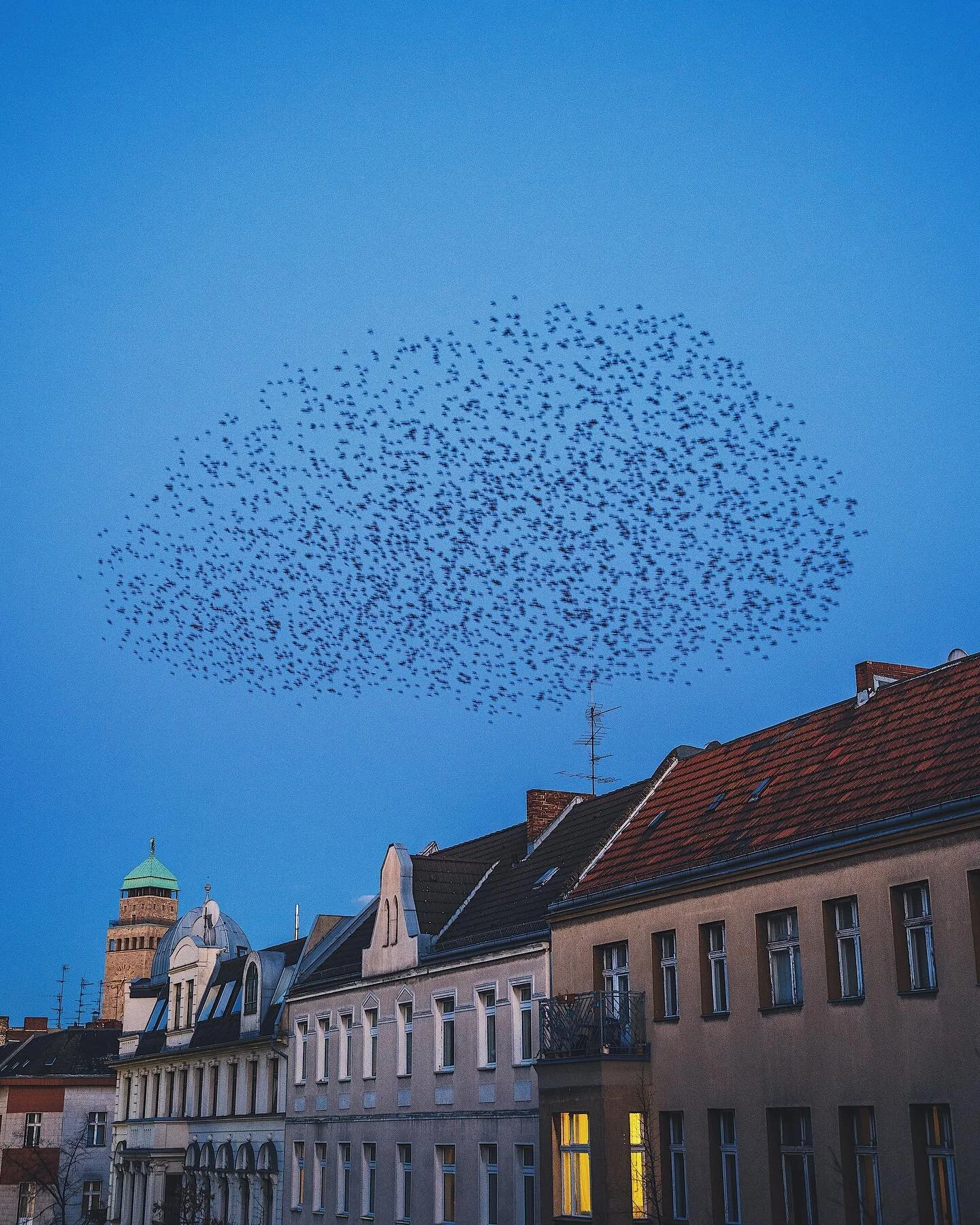 The ravens of Neukölln dancing in the twilight. I&rsquo;ve been living on this street for 2 years now. Almost every evening this flock comes by for half an hour to show off their synchronized dance moves. As I only remember having a camera when I tr