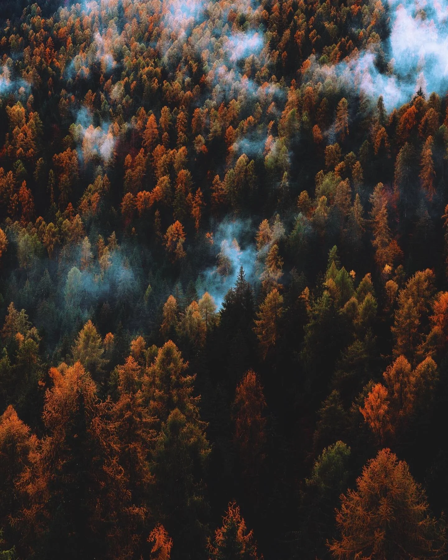 Waltz in the Woods