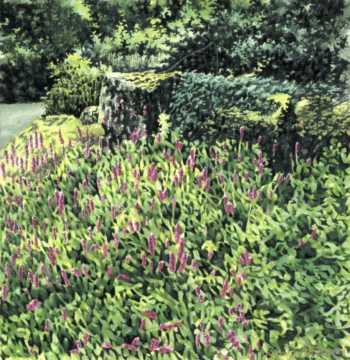 Persicaria Bicornis Bush