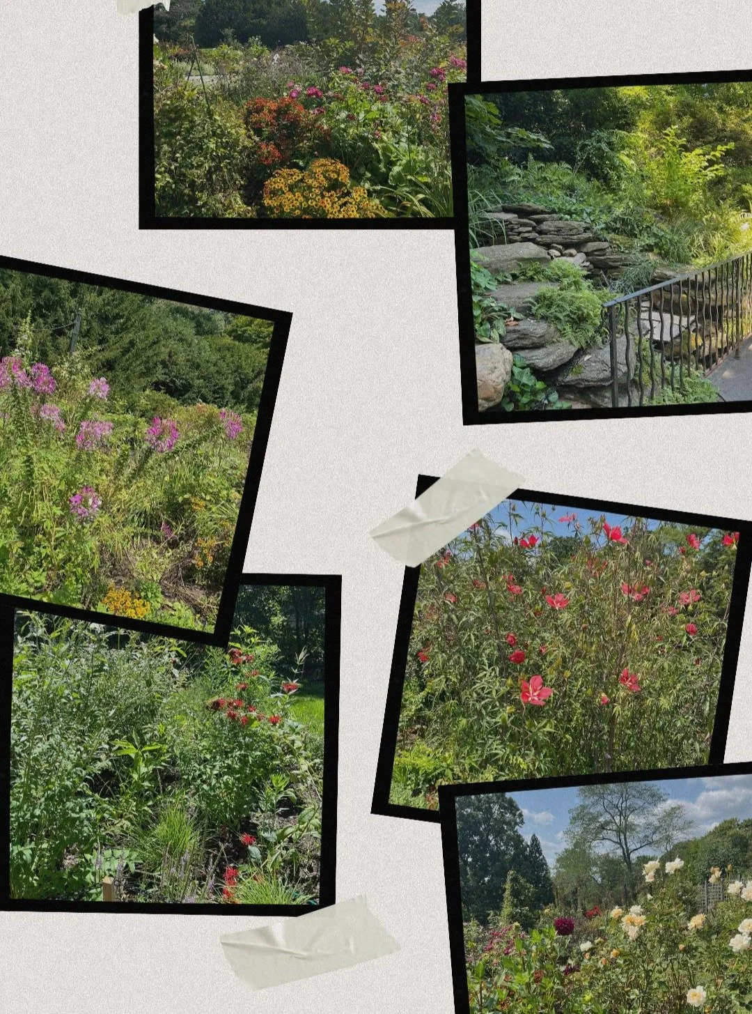 Here's a little mood board of images that inspired me as I was developing the series I am currently working on. These scenes are from Morris Arboretum as well as the James G. Kaskey Memorial Park near UPenn. 

In my paintings I wanted to explore all 