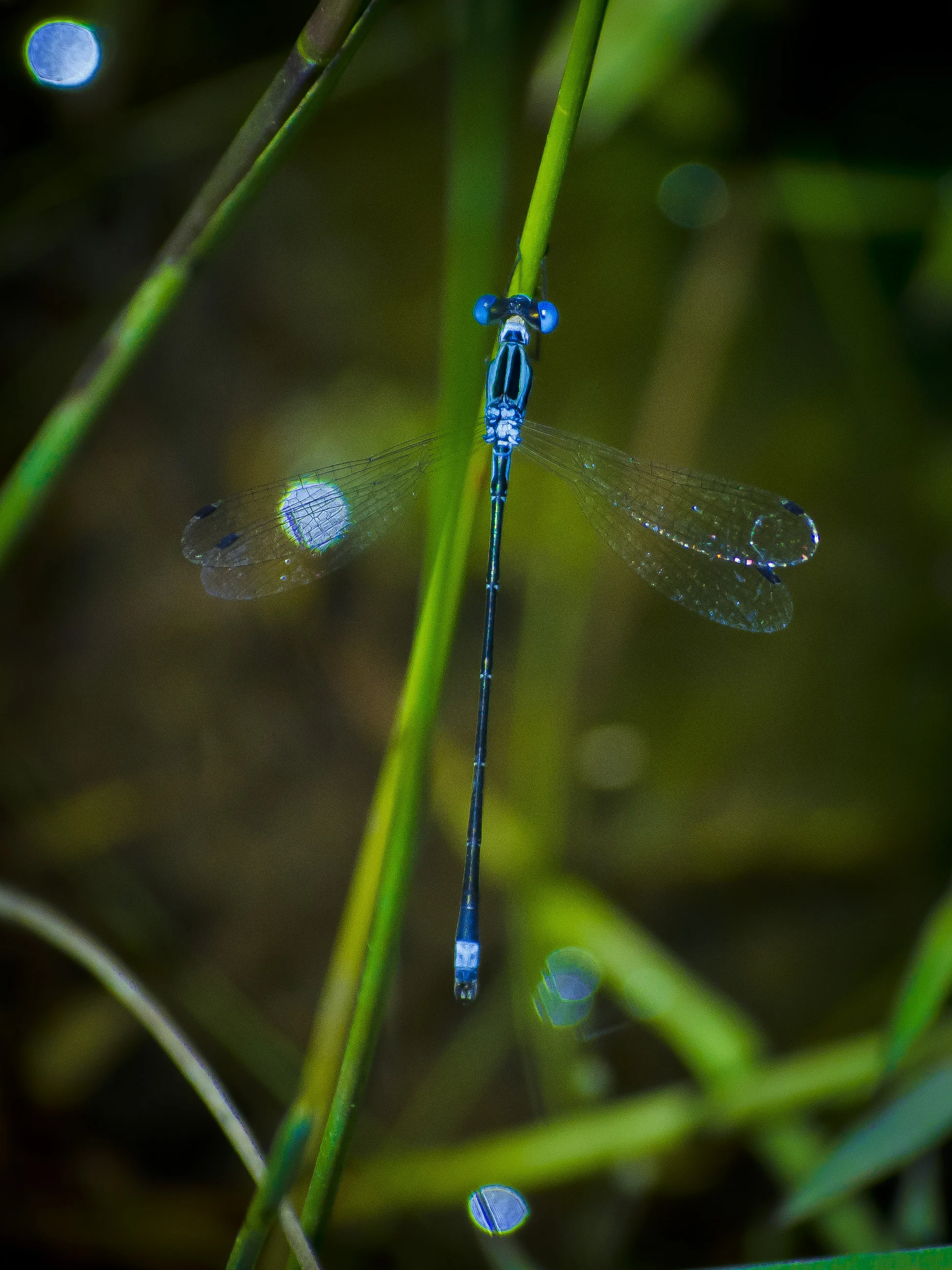 Príncipe Azul. 