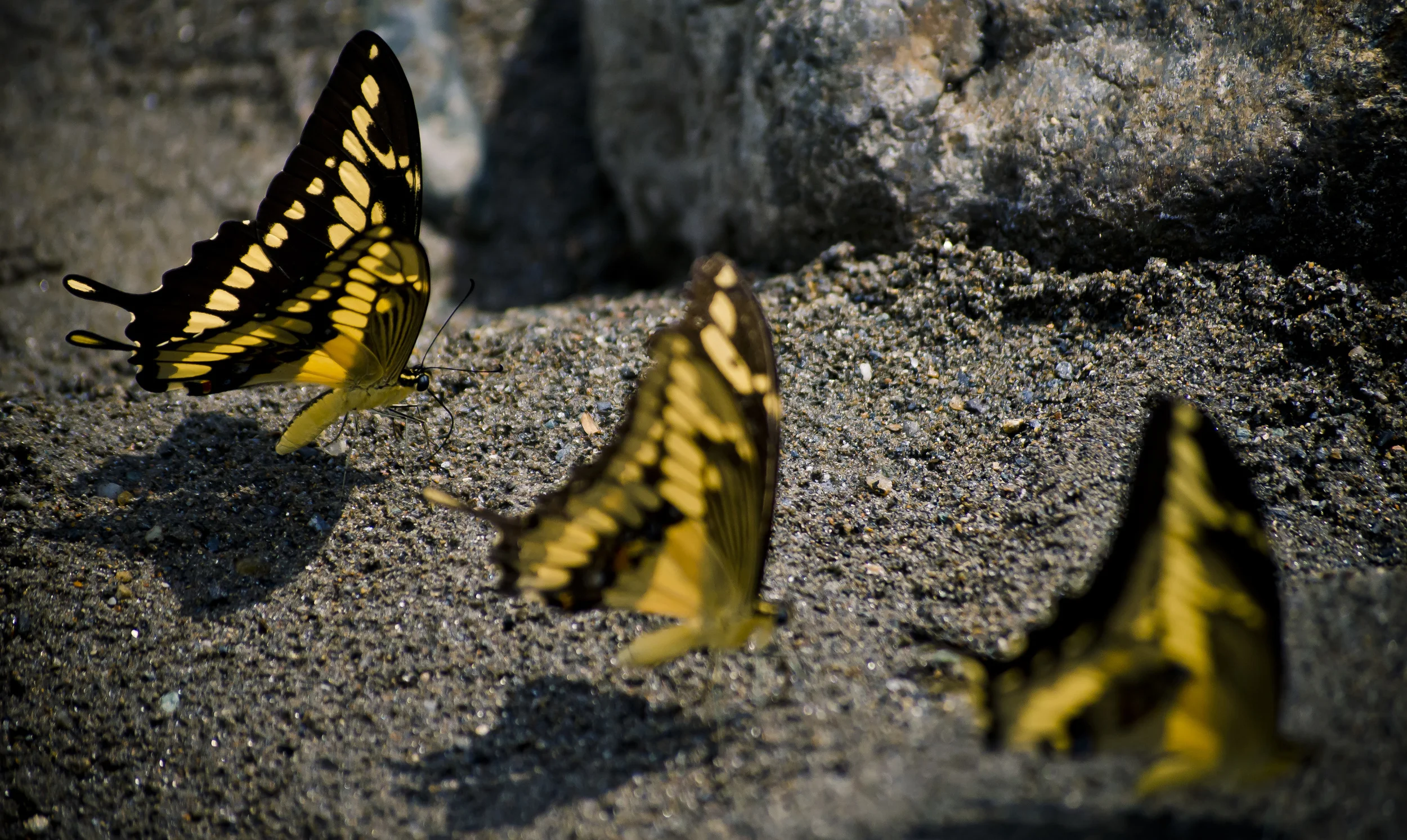 Las tres bailarinas del viento.