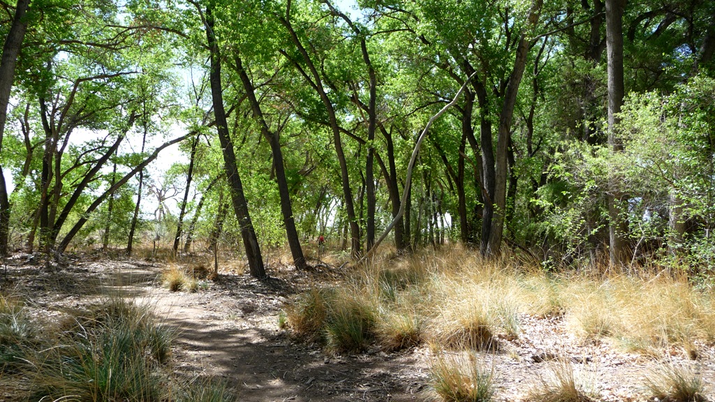 Paseo Del Bosque trail.